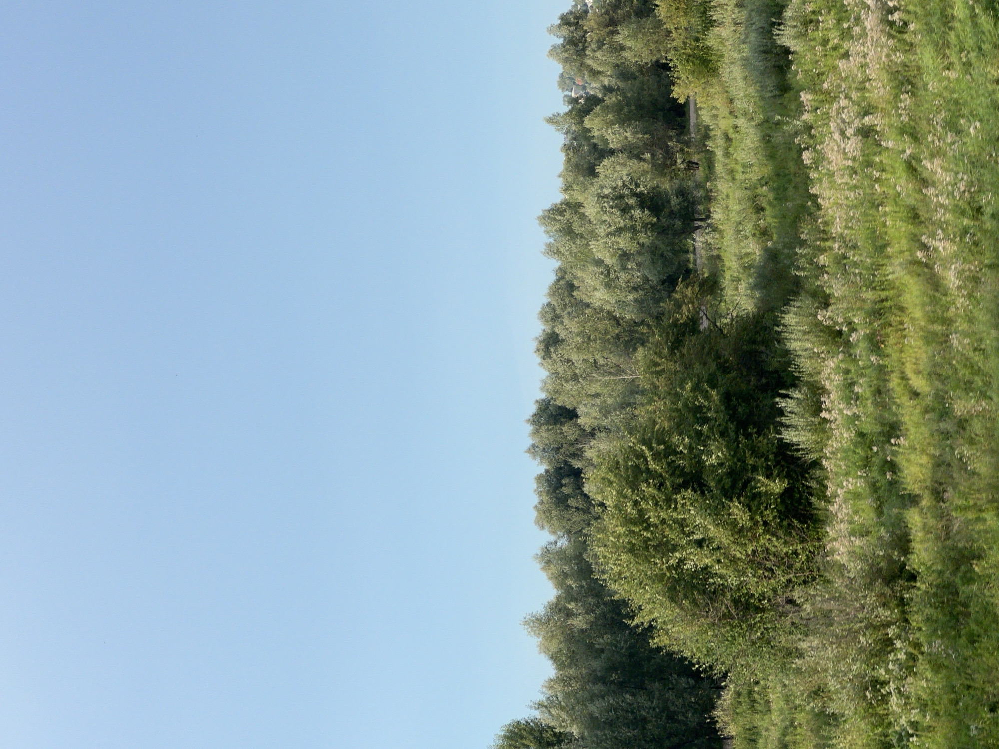 The image depicts a lush, green landscape under a clear, pale blue sky. In the foreground, tall, dense grass and wildflowers grow, with a prominent, large, bushy green tree dominating the left-center of the frame. Behind this, a line of varied trees, some appearing lighter green and others darker, forms a dense forest that stretches across the middle ground. The sky is vast and unobstructed by clouds, with two tiny black specks visible, possibly distant birds. The scene evokes a natural, undeveloped environment. There are no people, buildings, or man-made structures directly visible within the depicted area, except for a faint suggestion of a road or path winding through the trees in the background. The overall impression is one of a tranquil, rural or semi-rural setting.