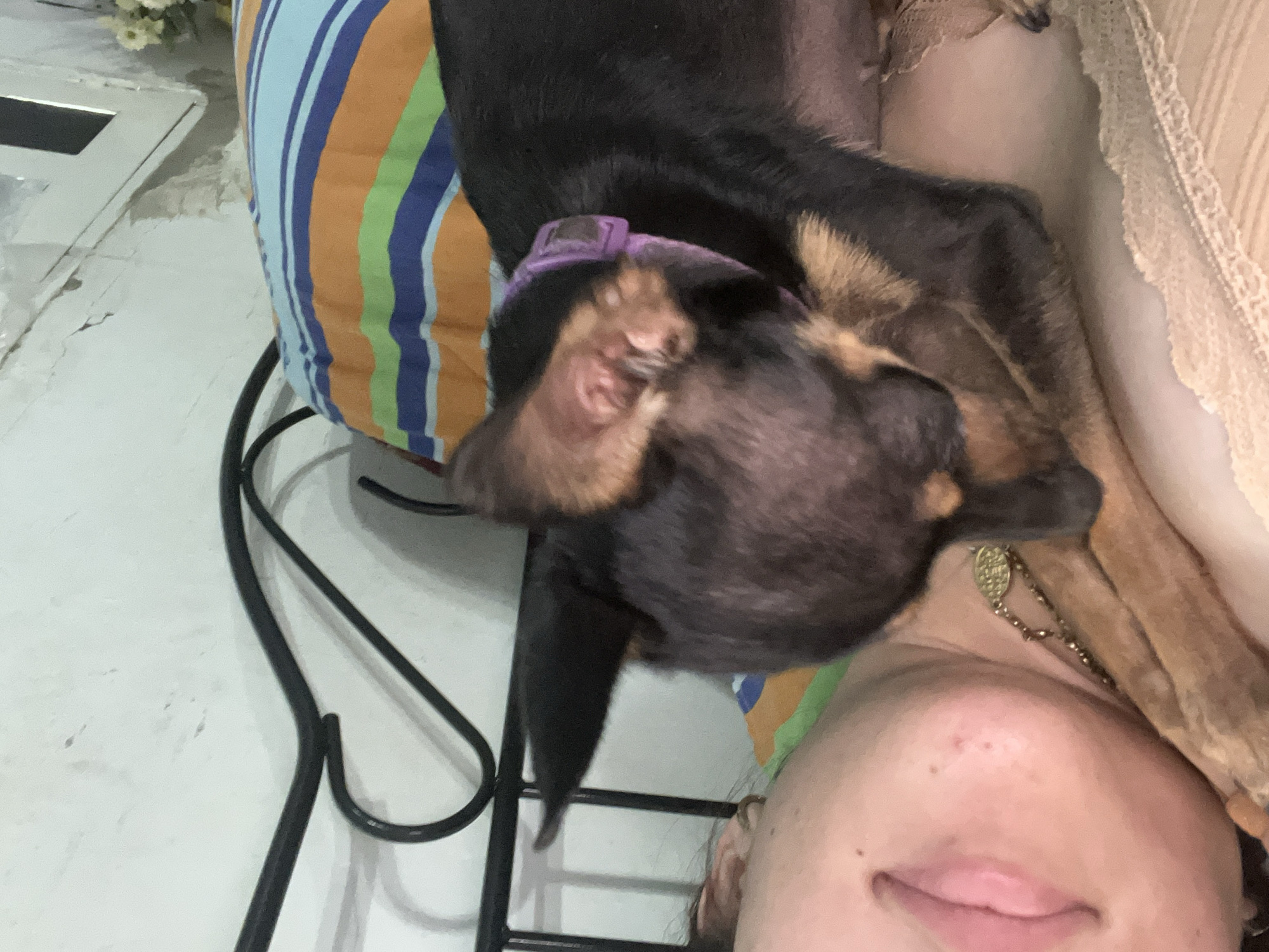 An overhead shot shows a person lying on a bed with a small black and tan dog resting on their chest. The person's face is partially visible on the left side of the frame, with their mouth open and eyes closed. A thin gold necklace is visible around their neck. The dog is positioned with its head down, facing the person's chest, and its ears are erect. The dog is wearing a purple collar. The background consists of a striped pillow in shades of blue, orange, and green, and a white wall with some discoloration and cracks. A black metal bed frame is also visible. The scene appears to be indoors, possibly in a bedroom in Juan Griego, Venezuela.