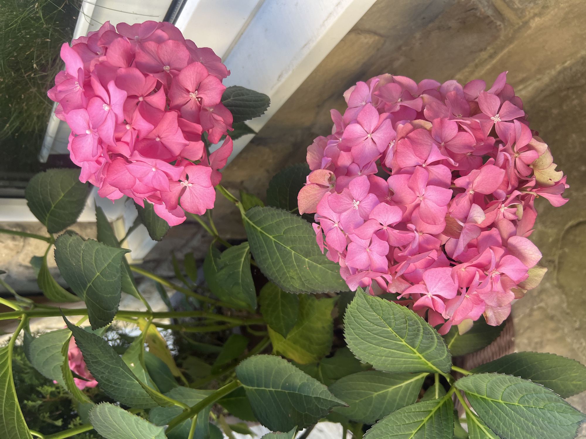 The image displays a close-up view of two vibrant pink hydrangea flower clusters, positioned in the foreground. Lush green leaves surround the blossoms, with some yellowing evident on a few. The hydrangeas are set against a backdrop of a light-colored, textured wall and a white windowsill, suggesting an outdoor setting. Sunlight illuminates the scene, casting gentle shadows. The overall impression is one of natural beauty in an urban or semi-urban environment. The scene is a still life, with no people or animals present. The location is the city of Yaremche, Ukraine.