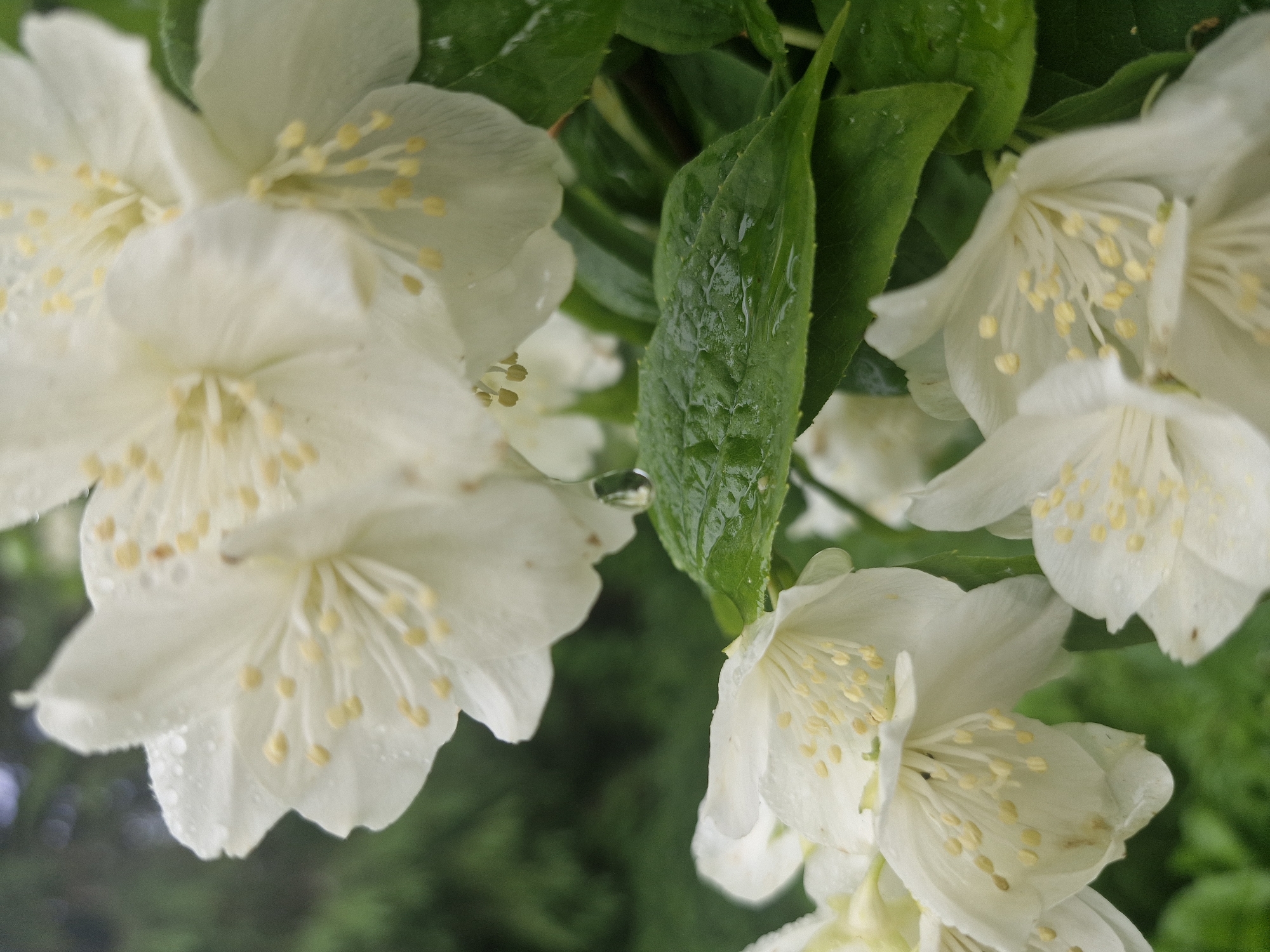 A close-up, low-angle shot captures a cluster of white jasmine flowers with yellow stamens, glistening with water droplets. The blossoms are layered and partially obscuring each other, creating a soft, natural effect. Dark green leaves, also wet with rain, are interspersed amongst the flowers. The background is a blur of dark green foliage and a hint of a pale sky. The image appears to be taken outdoors in a garden setting. There are no people or animals present.
