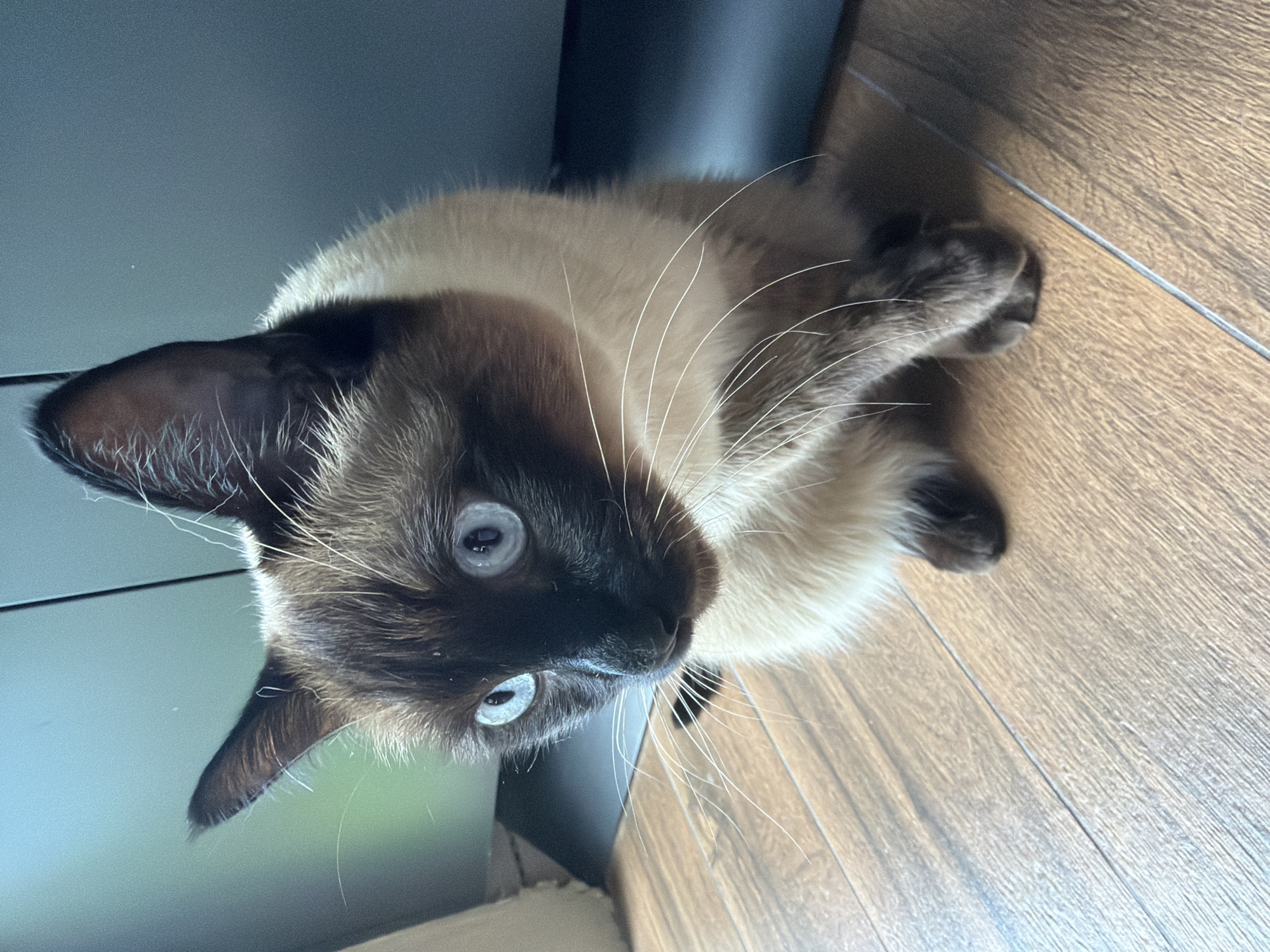 An indoor, eye-level shot in Steklyannyi, Russia, captures a striking Siamese cat lying on a wooden floor, looking directly upwards. The cat, with its distinctive cream-colored body and dark brown "points" on its face, ears, and paws, dominates the frame. Its large, captivating light blue/grey eyes are wide and focused, giving it an alert and curious expression. Long, prominent white whiskers fan out from its muzzle. The cat's front paws are tucked beneath it, indicating a relaxed posture.
The setting appears to be a domestic interior. The cat rests on a light brown wooden floor with visible grain and faint lines suggesting planks. In the upper left and background, a dark grey or blue surface, possibly part of furniture or a wall, provides a muted contrast to the cat's light fur. The lighting suggests daytime, with general brightness illuminating the scene. No discernible text is visible in the image.