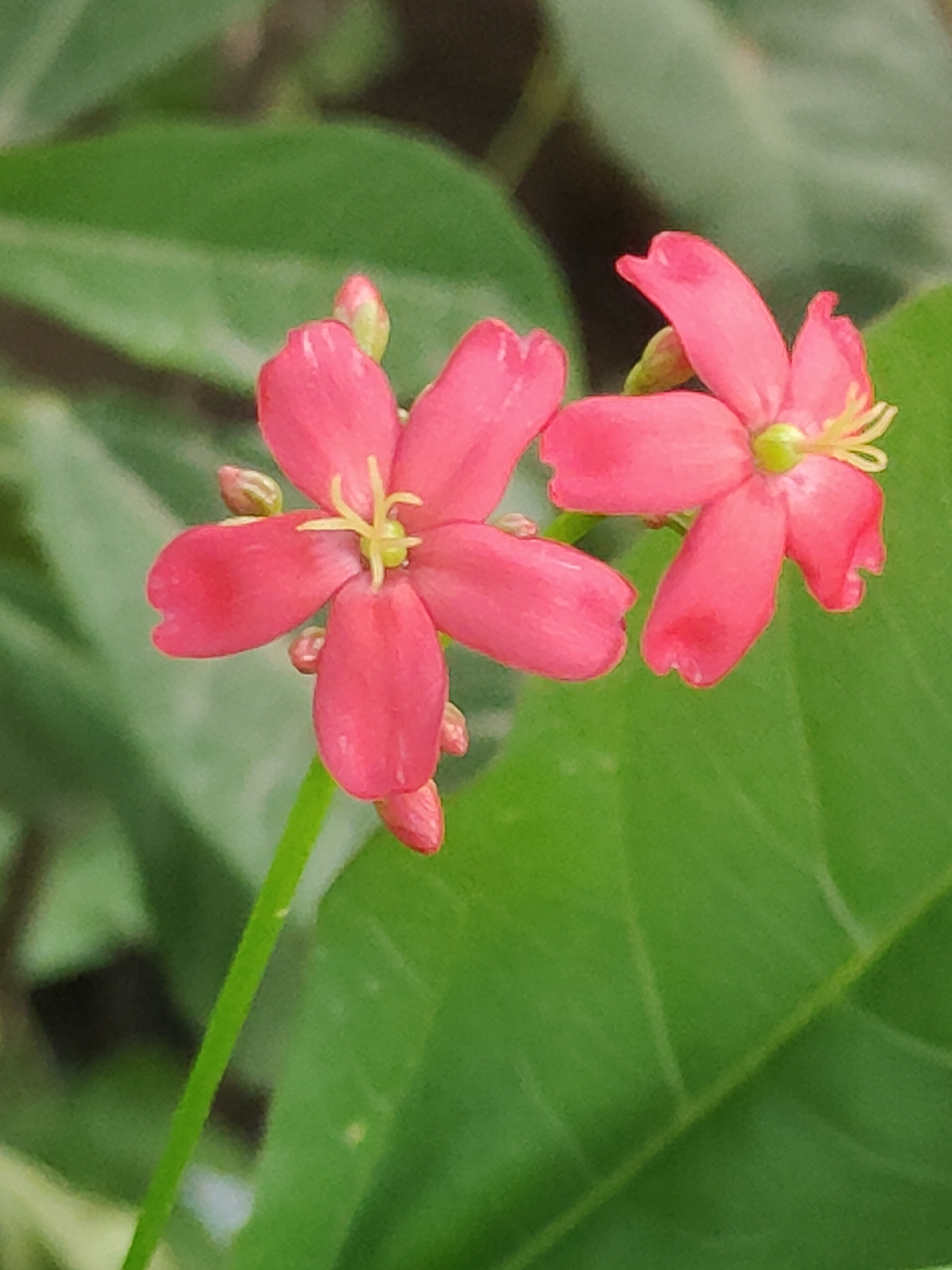 Two bright pink flowers with yellow centers bloom in the foreground, set against a blurred green background of large leaves. The flowers have five delicate petals each, and some small buds are visible. The scene is a close-up shot, likely taken outdoors in a natural setting. The provided context suggests this image was taken in Gurgaon, India, implying a warm climate suitable for such flora. There are no people or animals visible in the image, and no discernible actions or interactions are taking place. The environment is predominantly leafy and green, with the flowers being the focal point of the composition.