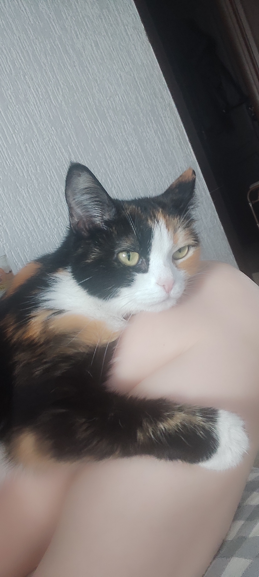The image features a calico cat with a striking pattern of black, white, and orange/brown fur. The cat is positioned indoors, resting comfortably on what appears to be a person's lap or arm, which fills the lower portion of the frame with a light-skinned tone. The cat's head and upper body are clearly visible, with its yellow-green eyes looking directly at the viewer. Its expression appears calm and observant, with a slight narrowing of the eyes.
Notable details include the distinct color blocking on the cat's face: one side is predominantly black, while the other is white with an orange patch near the eye. Its ears are perked up, indicating alertness. The background consists of a light-colored, textured wall on the left side of the frame, and a darker, indistinct area on the right, possibly a doorframe or dark furniture. The lighting is soft and even, characteristic of an indoor setting. There is no visible text in the image. The scene suggests a quiet, domestic moment of a pet relaxing in a home environment.