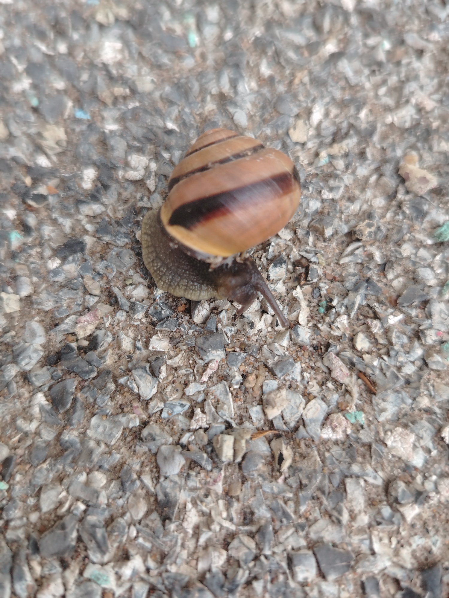 The image shows a snail on a surface of small, gray pebbles. The snail has a tan shell with a dark brown stripe. The location is Unknown, Unknown.