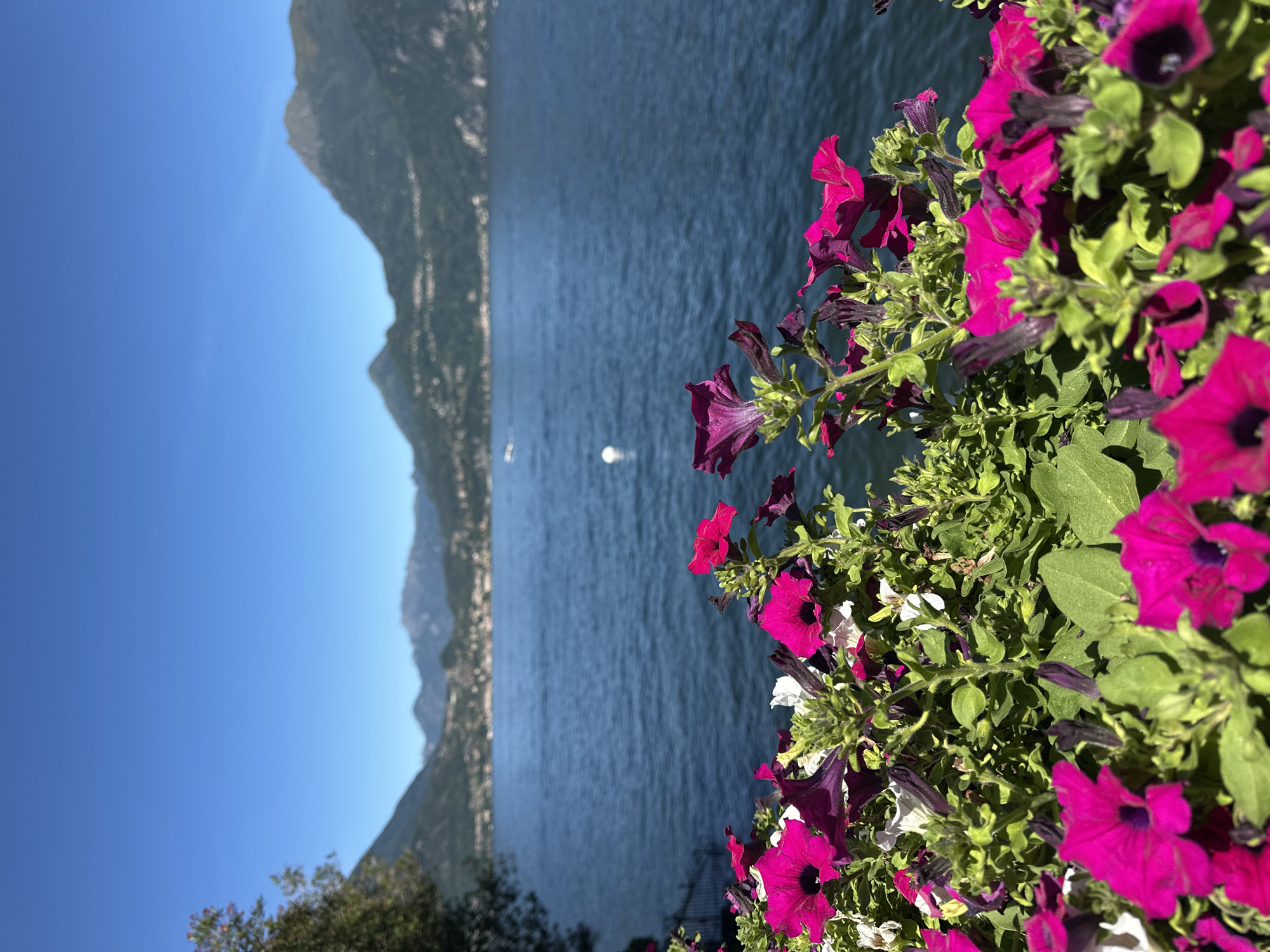 The image depicts a vibrant foreground of blooming pink and purple petunias against a backdrop of Lake Como and distant mountains, likely taken from Varenna, Italy. The flowers are in focus, with lush green foliage surrounding them. The lake stretches out beyond, its deep blue waters reflecting the clear sky. In the distance, rolling hills covered in lush vegetation and dotted with buildings rise from the water's edge. The mountains in the far distance are hazy, suggesting a scenic overlook. A white buoy is visible in the lake, and a hint of a staircase can be seen on the left side of the frame. The overall atmosphere is serene and picturesque.