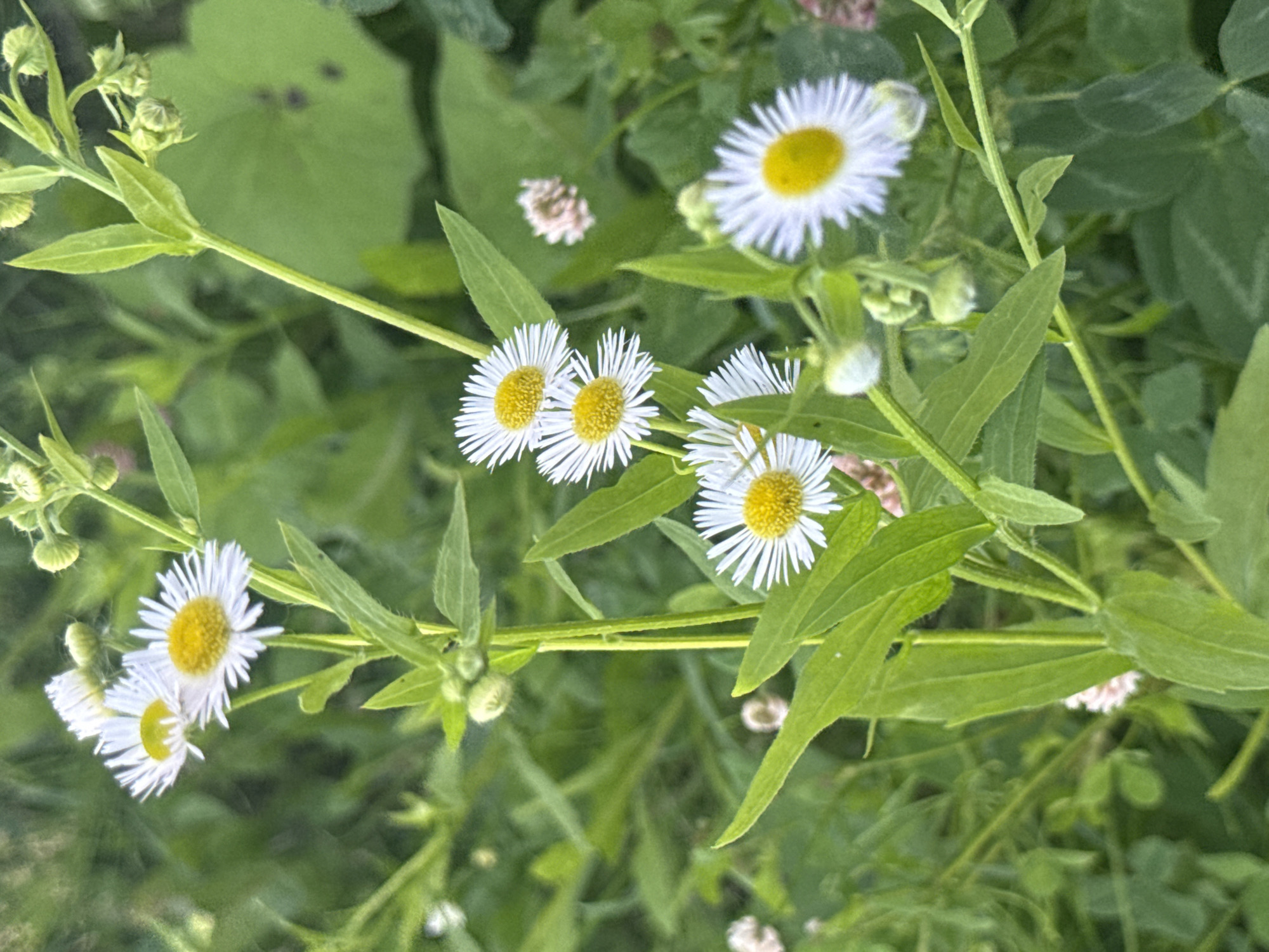 The image shows a close-up view of several daisy-like flowers with white petals and yellow centers, growing in a natural setting. The flowers are surrounded by green foliage and some are in bloom while others are still buds. The background is softly blurred, suggesting a shallow depth of field, which emphasizes the flowers. There are no people visible in the image. The scene appears to be outdoors, likely in a park or natural area. No information about the specific location in Matchino, Russia, can be determined from the visual content alone.