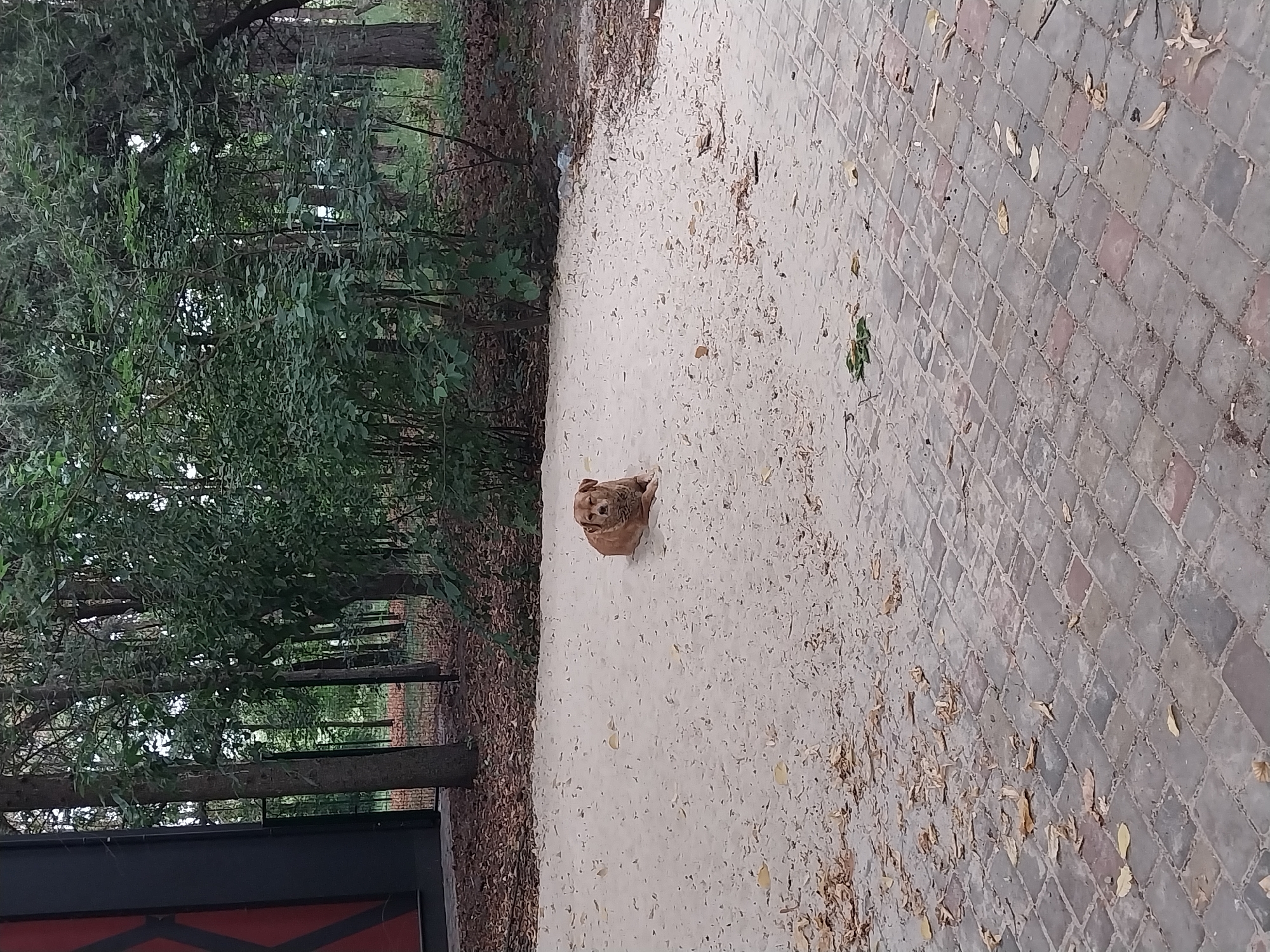 A light brown dog lies on a sandy area surrounded by trees. The dog is facing left, with its head resting on its paws. The sandy area is littered with fallen leaves. In the background, there are trees with dense green foliage and a dark structure on the left side of the image. The foreground shows a paved area made of grey and reddish bricks, also with scattered leaves. The scene appears to be an outdoor park or recreational area.