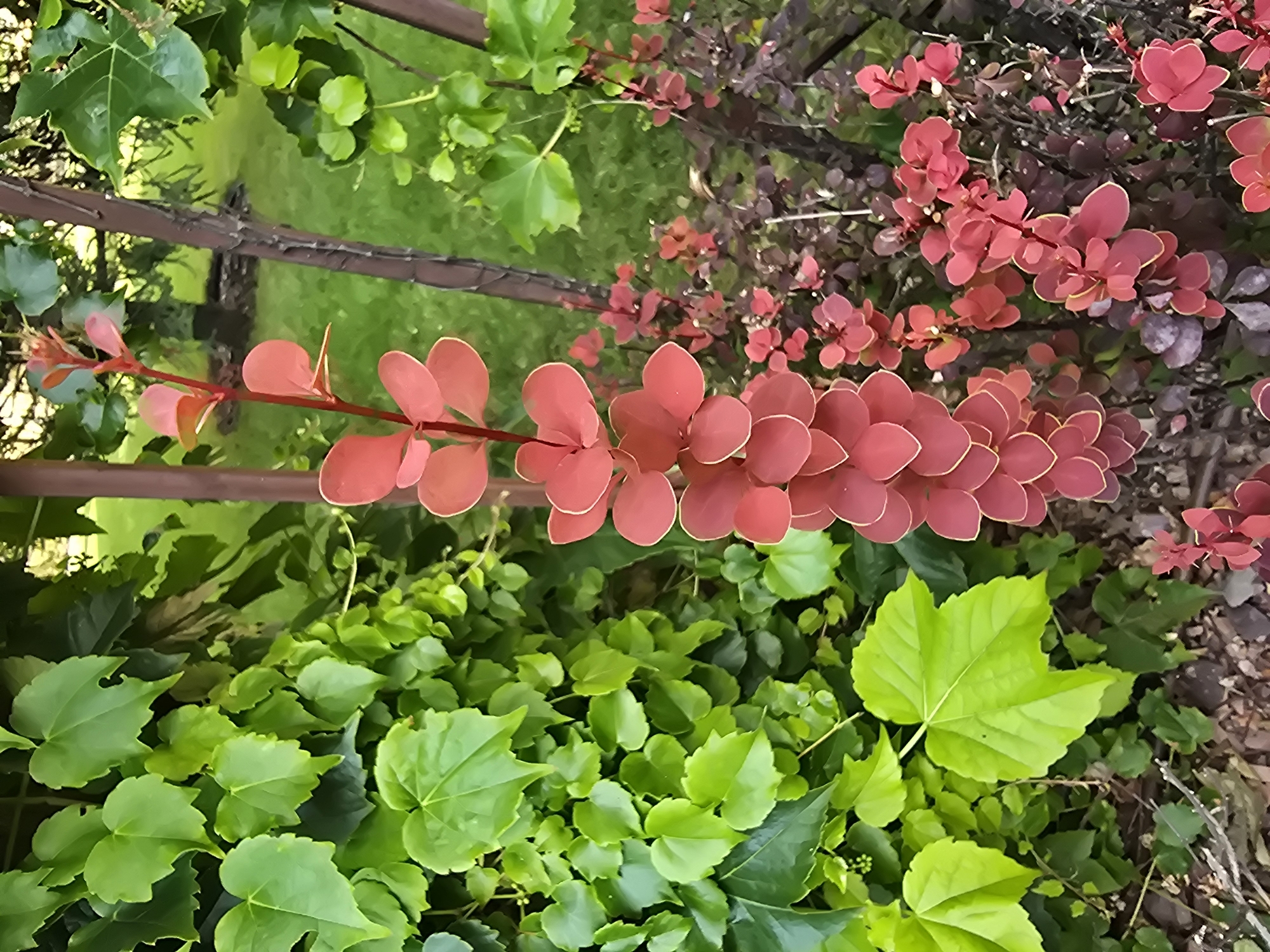 A close-up shot captures the vibrant foliage of a garden in Sofiivska Borshchahivka, Ukraine. Dominating the center is a vertical branch of a barberry bush, its small, ovate leaves displaying a striking gradient of coral to deep rose, with delicate golden edges. These leaves are densely clustered along the stem, creating a cascading effect. To the left, a lush wall of vibrant green ivy fills the frame, its heart-shaped leaves varying in size and texture. Further to the right and in the background, another barberry bush presents a similar color palette, but with a more varied display of dark purple and red leaves. The ground beneath the plants is covered with a mixture of dark soil, mulch, and some scattered dry twigs. The overall environment suggests an outdoor garden setting, with soft green grass and the blurred forms of trees visible in the background, indicating a well-maintained natural space within the Ukrainian city.