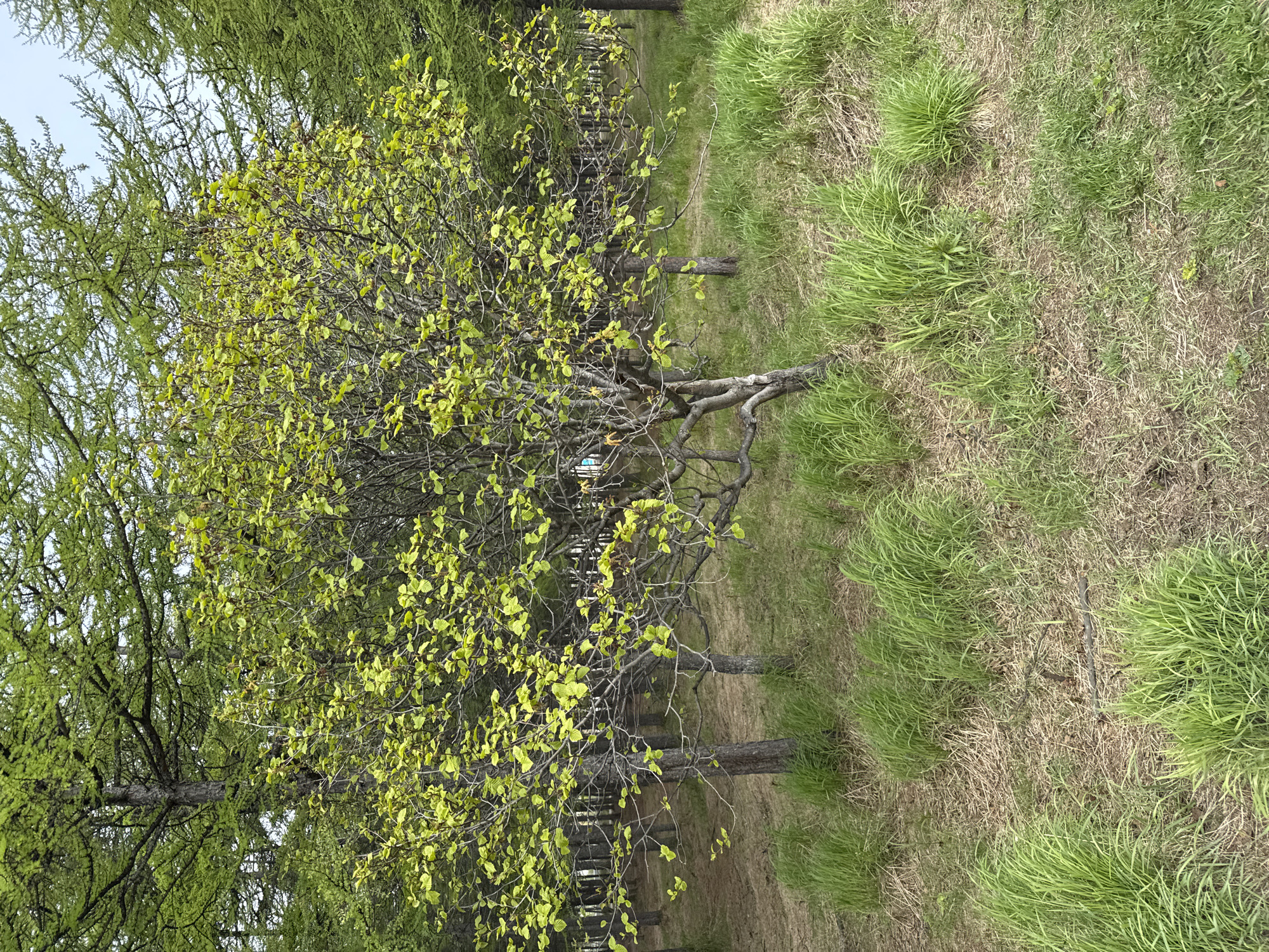 The image depicts a natural woodland scene with lush green grass and trees. In the foreground, a deciduous tree with bright green leaves stands prominently, its branches reaching outwards. Behind it, a dense forest of evergreen trees forms a backdrop, their needles creating a textured pattern against the sky. The ground is covered in a mix of dry grass and fresh green blades, indicating a transition between seasons. The lighting suggests it's daytime, possibly overcast given the soft shadows. The overall impression is one of a serene, untouched natural environment.