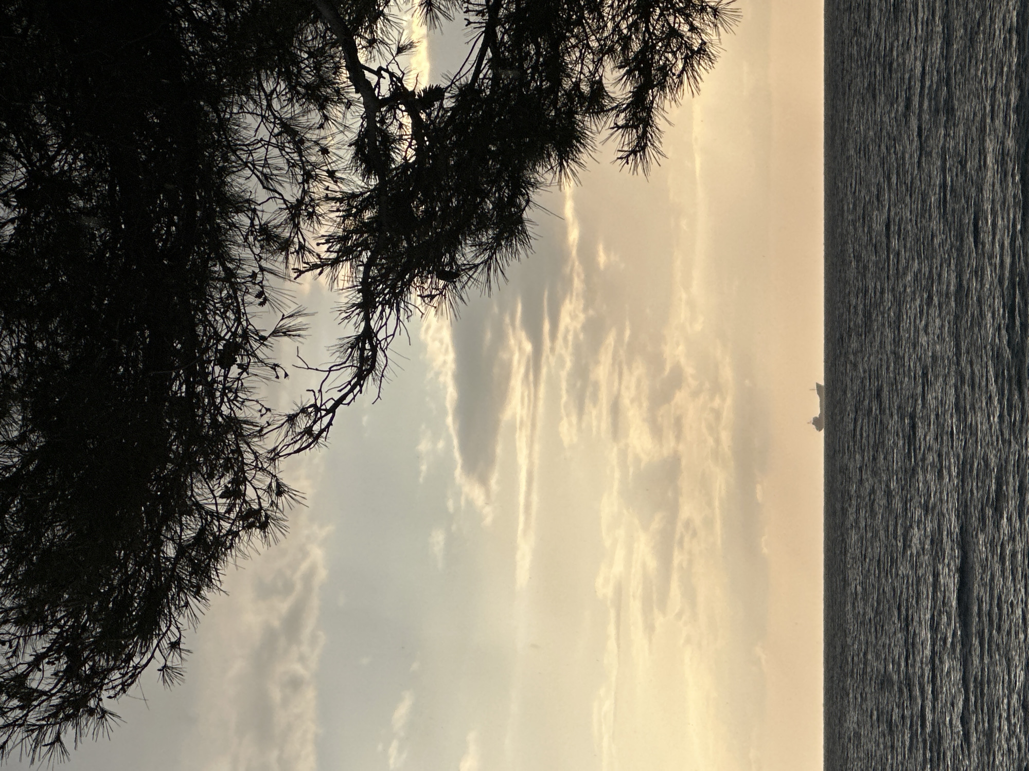 This image captures a serene coastal scene, likely during either sunrise or sunset, in Bar, Montenegro.
In the foreground, the dark silhouette of a pine tree branch with needles and cones extends from the upper left corner, partially obscuring the sky. The branches are intricately detailed, showcasing their natural, rugged form against the brighter background.
Beyond the pine tree, the sky dominates the upper and central parts of the frame. It features a soft, warm glow, primarily in shades of golden yellow and light orange, indicating the "golden hour." Scattered clouds are visible, illuminated from behind, creating a diffused and atmospheric light. Some cloud formations appear streaky, catching the last or first rays of sunlight.
Below the sky, separated by a distinct horizon line, lies a vast body of water, presumably the Adriatic Sea. The water's surface is dark and textured, showing ripples and small waves, suggesting a relatively calm condition. On the distant horizon line, a small, indistinct silhouette of what appears to be a ship or boat can be seen, adding a subtle point of interest.
The overall mood is peaceful and tranquil, emphasizing the natural beauty of the landscape at a transitional time of day. There is no discernible activity taking place, and no visible text in the image.