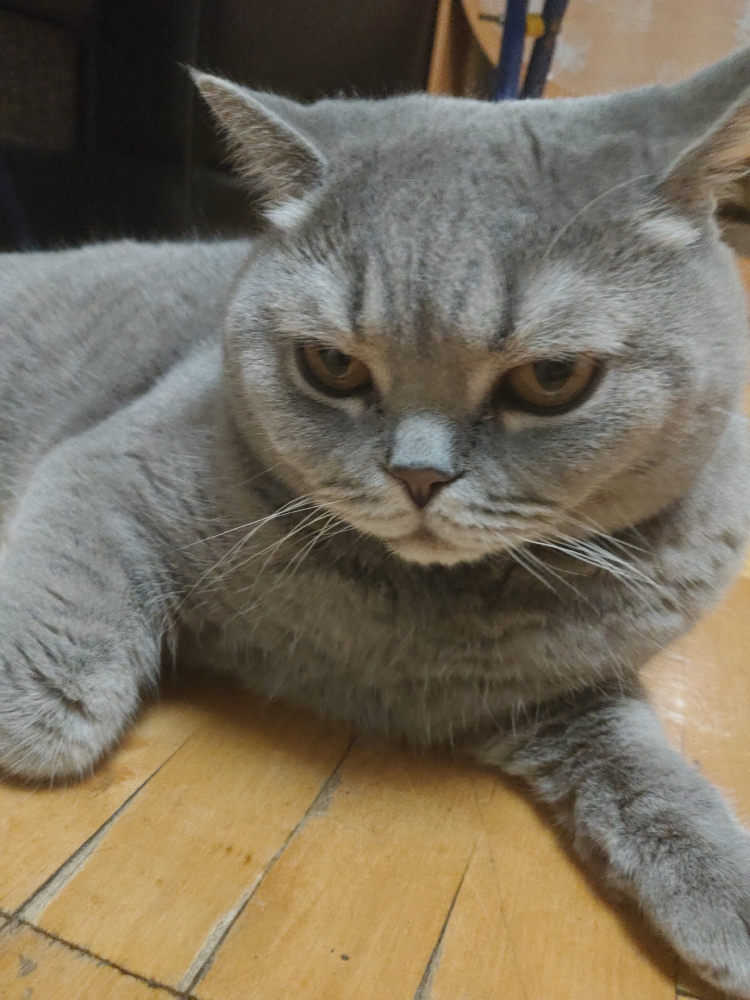 A gray cat with amber eyes is lying on a wooden floor. The cat's fur is short and dense. Its expression appears stern. The wooden floor consists of light brown planks.