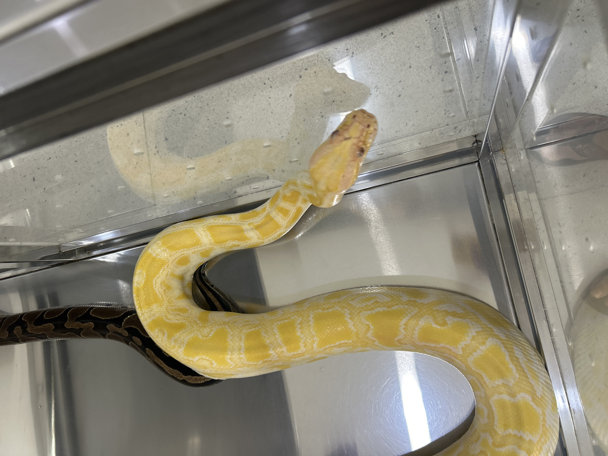 The image shows a large albino reticulated python with yellow and white markings, coiled inside a clear enclosure. Another python with brown and black markings is visible behind the albino one. The enclosure appears to be made of glass and metal, with a textured grey floor. The scene is indoors, likely in a pet store or zoo, given the enclosure and the presence of multiple pythons. The lighting is bright, creating reflections on the enclosure's surfaces. No people are clearly visible in the frame, though a foot in a sandal is reflected in the lower part of the enclosure. The location is identified as George Town, Malaysia.