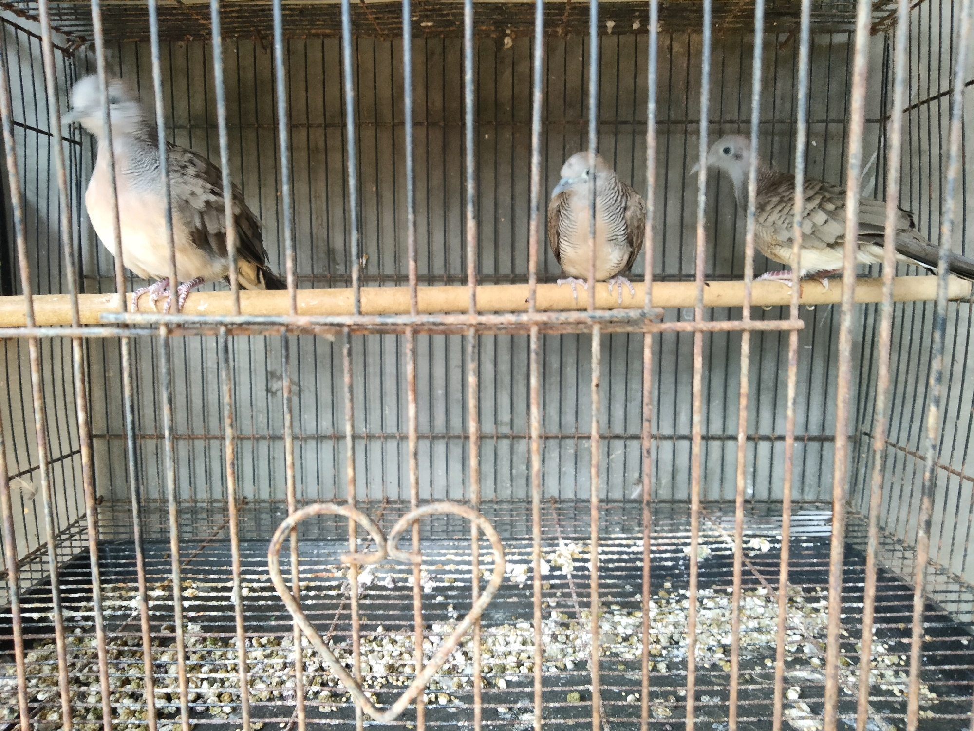 Three zebra doves are in a rusty wire cage. The cage has a wooden perch running horizontally across the middle. The doves are of various sizes and are all facing different directions. The cage floor is covered with a dark material and what appears to be birdseed and droppings. A heart-shaped wire decoration hangs in the lower part of the cage. The background is a concrete wall. This scene is located in Sidorejo, Indonesia.
