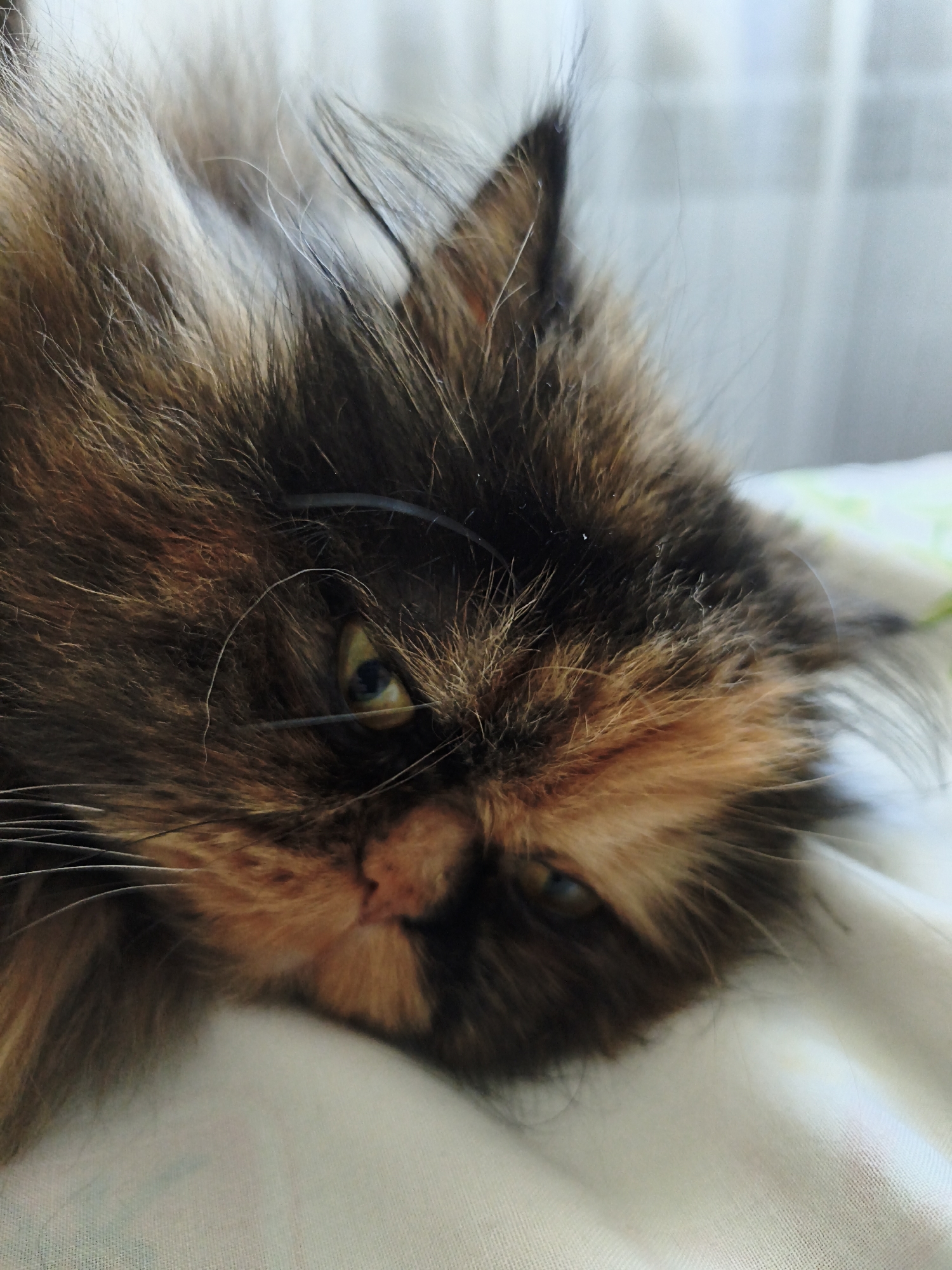 The image shows a close-up, low-angle, eye-level shot of a long-haired tortoiseshell cat lying on its side on a white, textured surface that appears to be fabric, possibly bedding. The cat's head is tilted, and its fur is a mix of brown, black, and orange patches. One eye, a greenish-yellow, is clearly visible, while the other is mostly obscured by fur. The cat's whiskers are long and white. The background is blurred and appears to be a window with sheer curtains. The lighting is soft and diffused, suggesting an indoor setting. No specific location in a city is identifiable from the image.