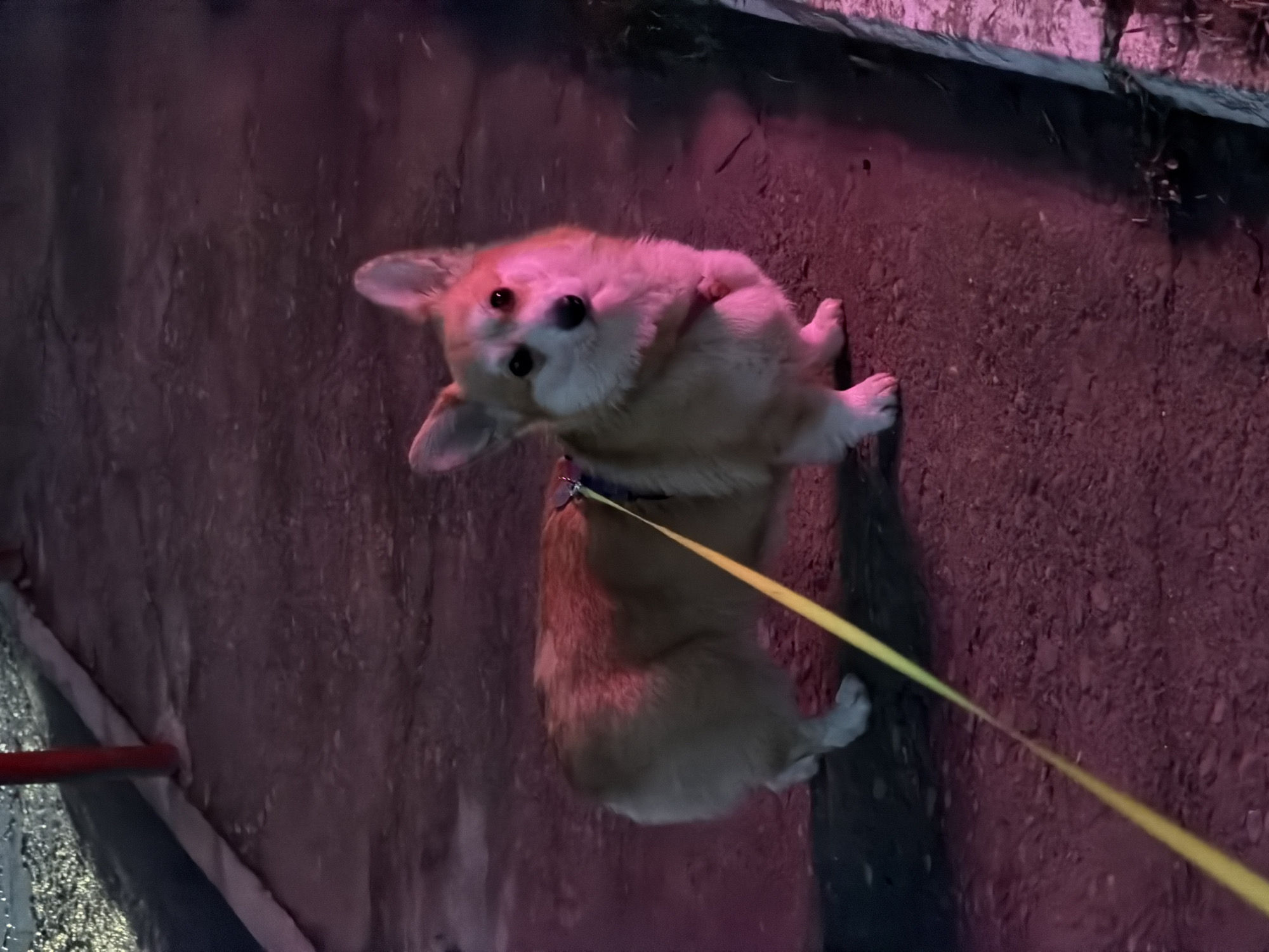 An overhead shot captures a Corgi dog on a leash during a nighttime walk in an outdoor setting, likely in Chaikovsky, Russia. The scene is bathed in artificial light that casts a striking pink and purple hue across the environment.
The Corgi, featuring light brown and white fur, is the central subject, positioned on a dark, textured ground resembling wet pavement or asphalt. It is looking upwards towards the camera with an attentive and curious expression, its head slightly tilted, and its dark eyes clearly visible. A vibrant yellow leash is attached to its collar and extends out of the frame to the lower right.
The ground exhibits reflections of the colored light in certain areas, hinting at a damp surface. To the left, a darker, indistinct area suggests a raised edge, possibly a curb or the base of a building. The background is largely dark and out of focus, providing minimal details of the surrounding environment. The strong, unusual lighting indicates that the photograph was taken at night, creating a distinct and moody atmosphere. No visible text is present in the image, and the weather conditions are not discernible.
