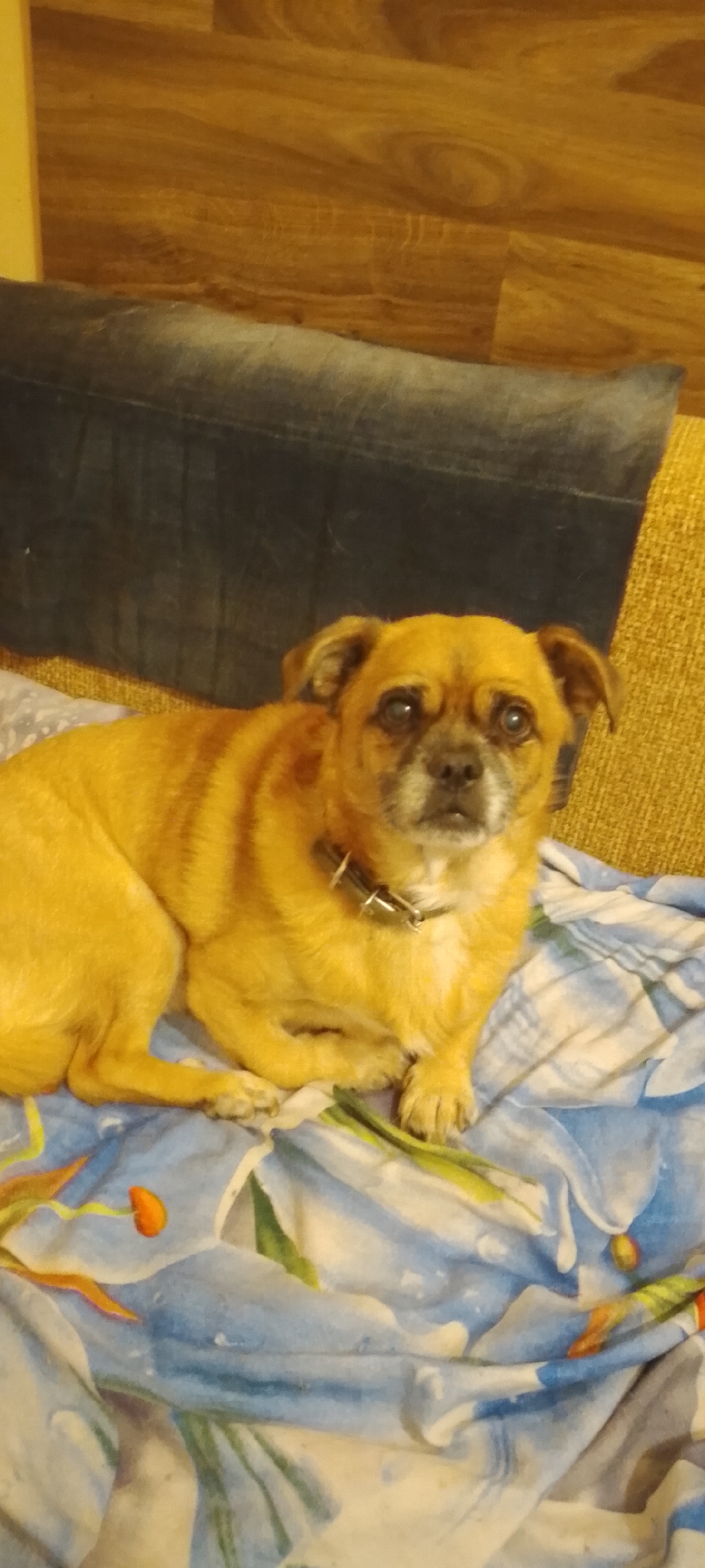 An older, medium-sized dog of tan and brown coloring is lying on a blue and white patterned blanket, which is adorned with a floral design. The dog is wearing a silver collar. The dog's fur appears to be a blend of tan and brown, with darker stripes visible on its back and a lighter muzzle. Its eyes are partially closed and appear a pale brown. The background consists of a dark blue, textured material, possibly a cushion or upholstery, placed in front of a wooden-paneled wall. The lighting in the image is dim, casting a warm tone over the scene. The photograph was taken from a slightly elevated angle, looking down at the dog.