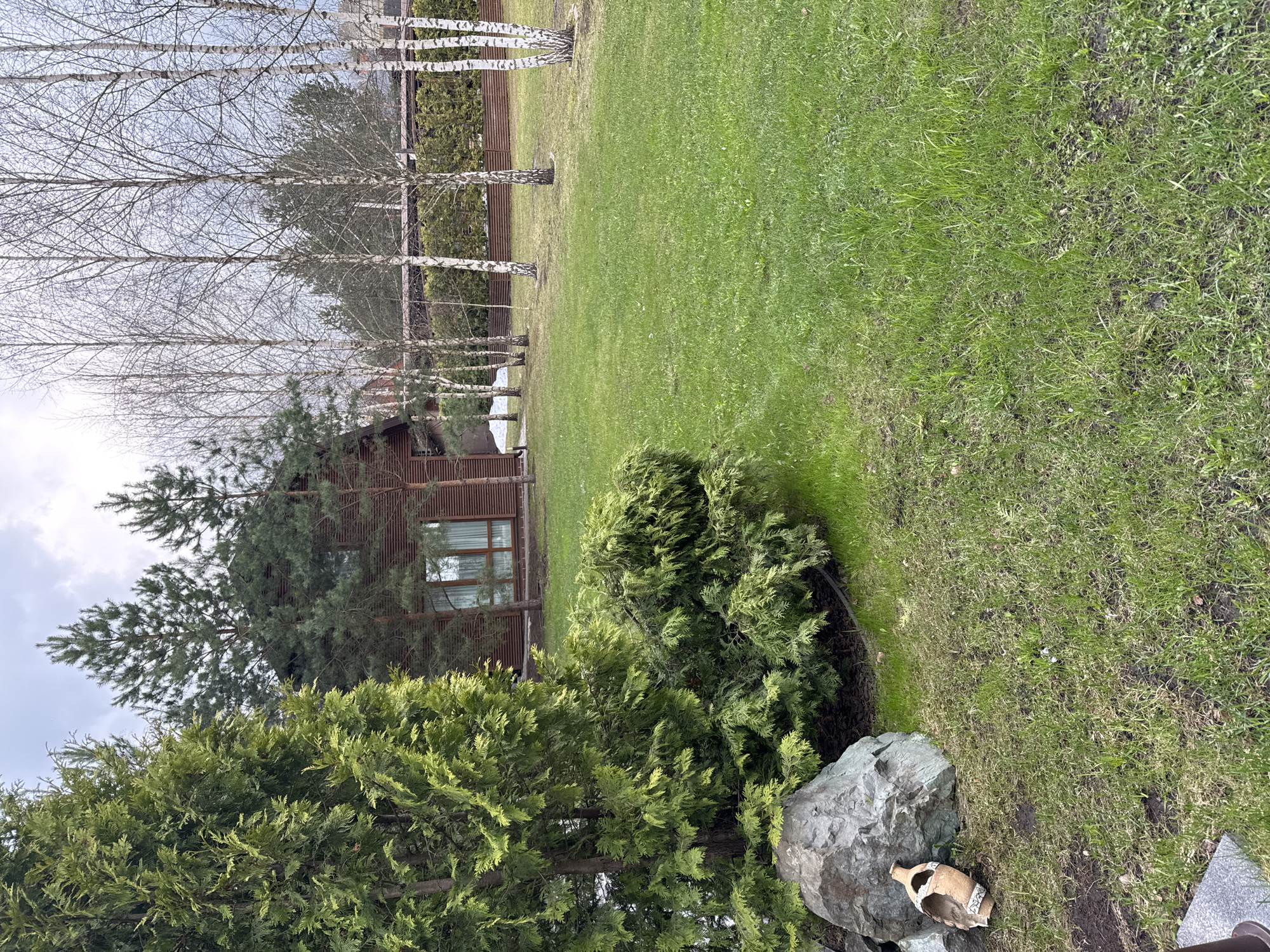 The image depicts a serene outdoor scene in an unknown location. The foreground features lush green shrubbery and a large, grey rock. Adjacent to the rock is a broken, light brown ceramic vase with white fragments. The midground is dominated by a well-maintained green lawn. In the background, there is a wooden building with visible windows, partially obscured by evergreen trees. A row of birch trees with bare branches stands alongside a wooden fence. The sky appears overcast.