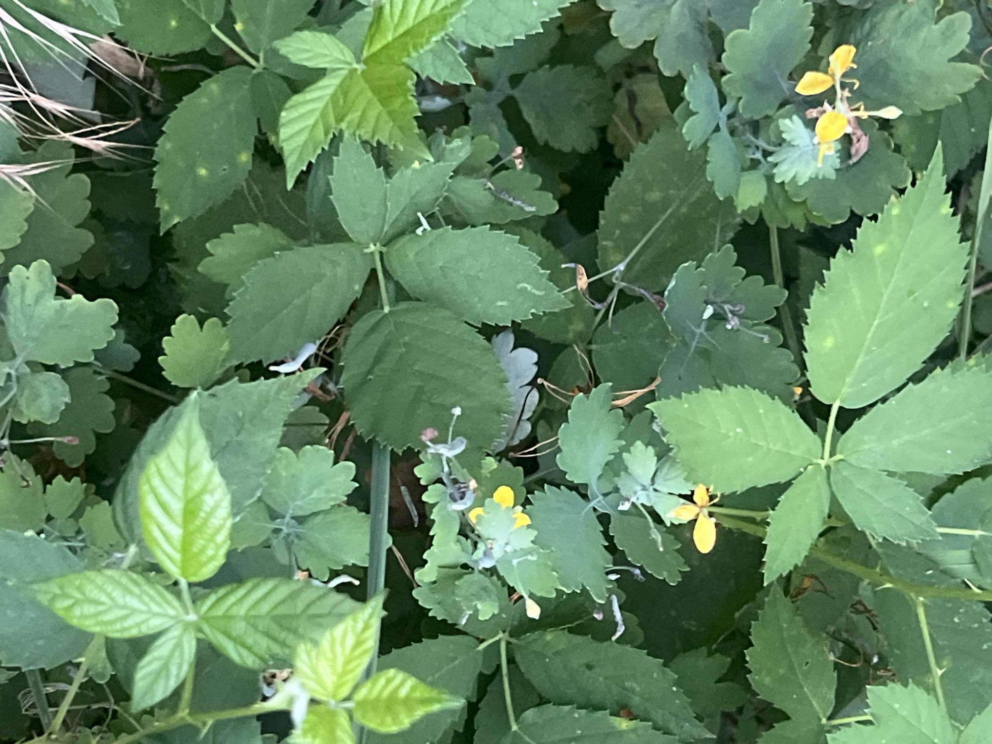 The image shows a close-up view of dense green foliage, likely in a natural outdoor setting. The dominant subjects are various types of leaves and a few small yellow flowers. Some leaves are lobed with serrated edges, while others are compound, appearing in groups of three or five. The yellow flowers are delicate, with four petals, and are scattered among the greenery. There are also some dried brown plant matter and thin, dry grass blades visible. The overall impression is that of an uncultivated area, possibly a meadow or woodland edge. The lighting suggests it could be daytime, with no obvious shadows indicating a specific time. There are no people or man-made objects in the frame, and no visible text. The location context provided is Bârnova, Romania, which aligns with the appearance of wild vegetation.