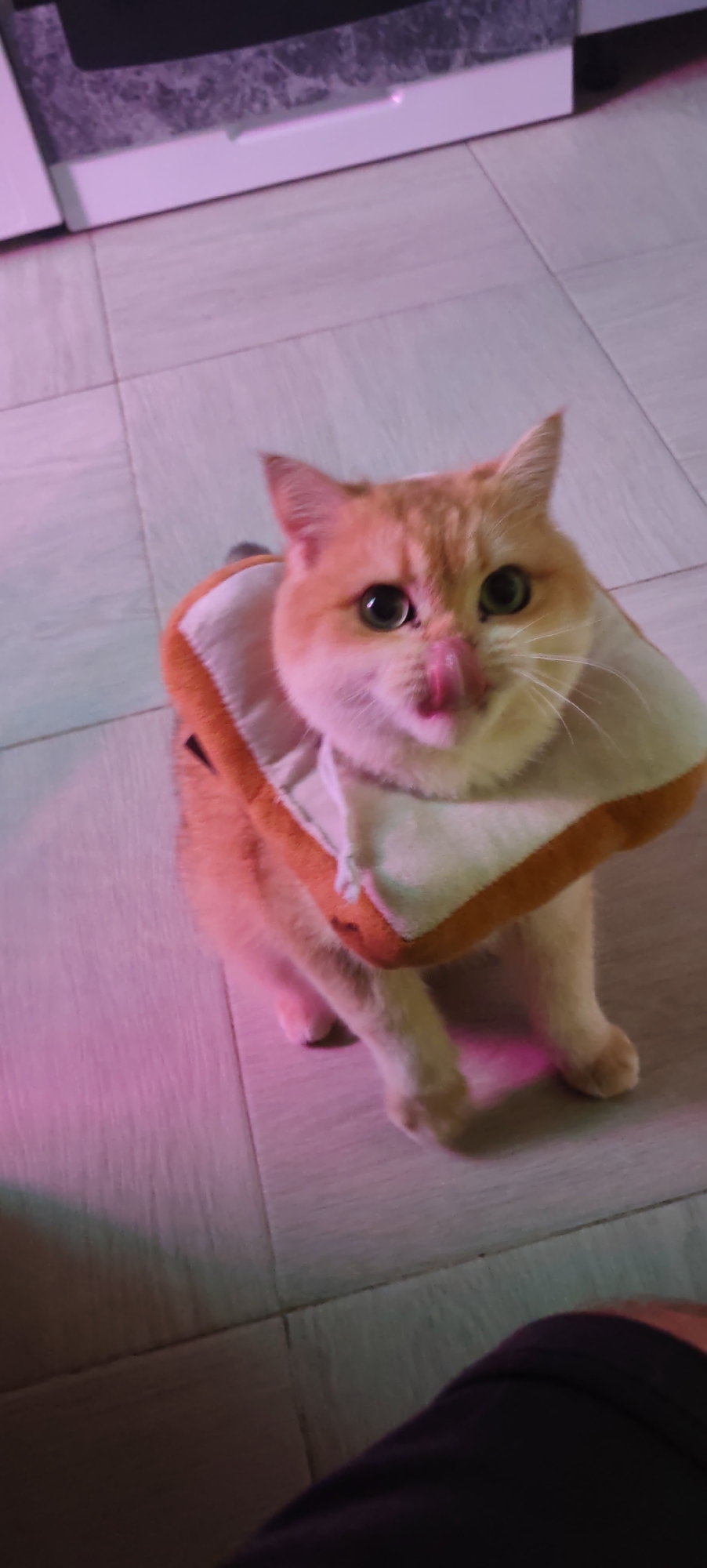 A ginger cat with green eyes is sitting on a light-colored tiled floor. The cat is wearing a costume resembling a slice of bread, which encircles its neck and upper body. The costume is light brown on the outside and white on the inside with an orange trim. The cat is licking its lips with its pink tongue. The background shows the lower part of a dark object with a marble-like pattern, possibly furniture, and a sliver of what appears to be a person's dark clothing in the lower right corner. The lighting in the scene is predominantly pink, casting a soft glow on the cat and floor. The image is taken from a slightly elevated angle, looking down at the cat. There is no identifiable information within the image to suggest a specific location in the city of Kaluga, Russia, or any other specific urban environment.