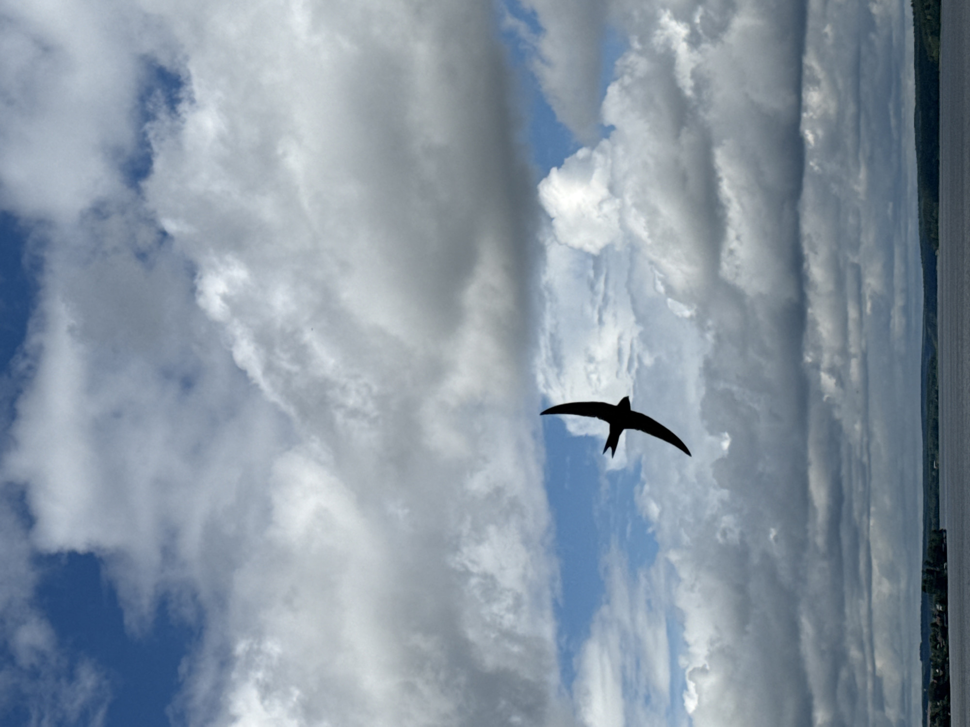 The image depicts a silhouette of a swift in flight against a dramatic sky filled with cumulus clouds and patches of blue. The bird is centrally located, with its wings outstretched in a typical flying posture. Below the sky, a dark body of water, likely a lake or river, stretches horizontally across the frame. Along the distant horizon, a dark green shoreline is visible, dotted with trees and what appear to be small buildings, suggesting a settlement. The overall impression is one of natural beauty and open space. This scene is consistent with views from the Votkinsk reservoir, a large man-made body of water located in the city of Votkinsk, Russia. The reservoir is known for its scenic beauty and is a popular spot for recreation. The presence of trees and buildings on the shoreline further supports this identification.