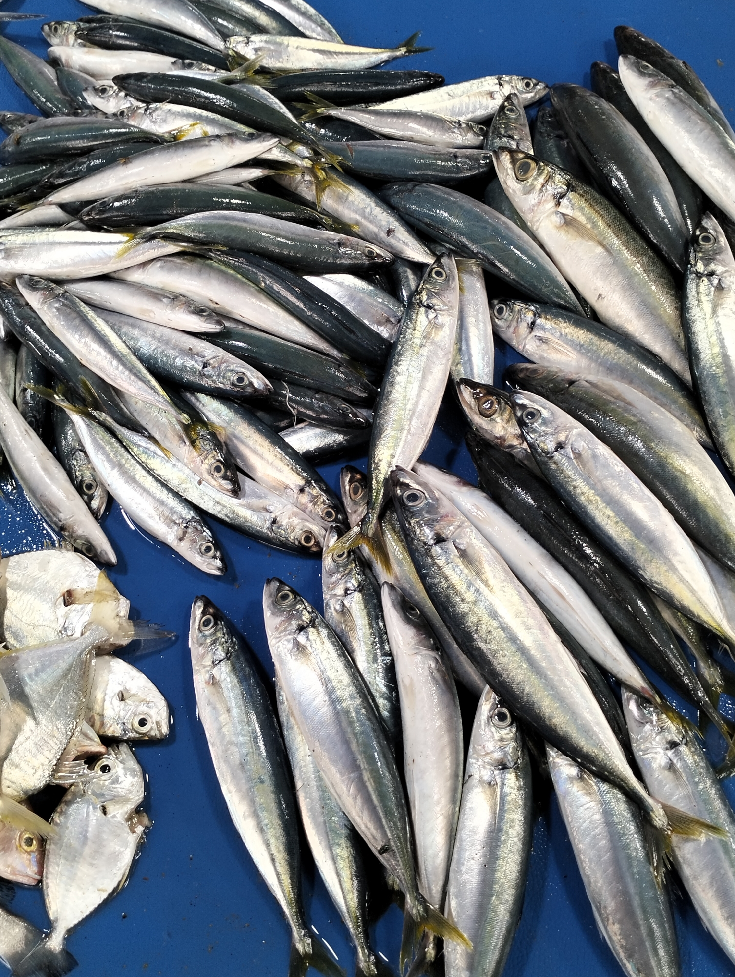 A pile of freshly caught fish lies on a blue surface, likely a market stall or boat, in Lhokseumawe, Indonesia. The fish are mostly small to medium-sized, with silvery scales and dark backs. They are arranged in a jumbled heap, some with their heads facing upwards, others downwards, and many are overlapping. The lighting appears to be natural, suggesting an outdoor setting or well-lit indoor space. There are no people visible in the image. The overall impression is one of a fresh catch ready for sale or processing.