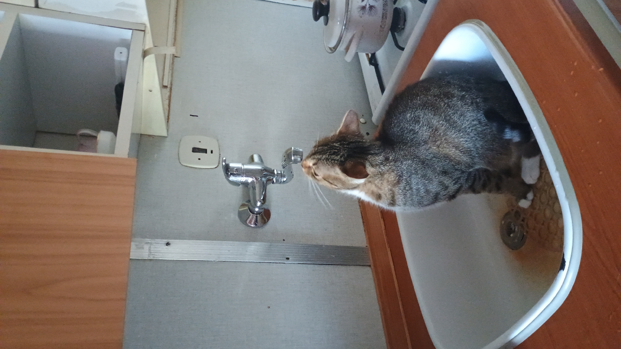 A domestic tabby cat is sitting in a sink, looking up at a dripping faucet. The cat has gray, brown, and black stripes with white paws. The sink is white porcelain, and the faucet is made of chrome. Behind the sink, there is a stovetop with a pot on it. Above the sink is a wooden cabinet and a shelf with some items. The scene appears to be in a kitchen, likely in an apartment or house in Sokolov, Czechia.