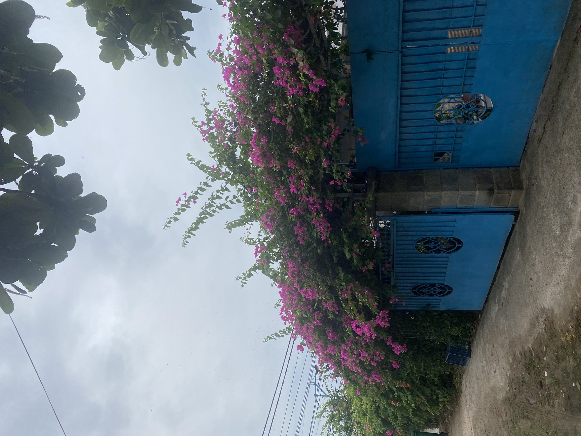 The image shows a bright blue metal gate in Mũi Né, Vietnam, covered in a profusion of vibrant pink bougainvillea flowers and green foliage. The gate is ornate with circular decorative panels. To the left of the gate, a paved path or road runs alongside a dense green hedge, with power lines visible overhead. The sky is overcast with a slightly hazy appearance, and some dark green leaves from trees hang down from the top of the frame. The ground in front of the gate is a mixture of concrete and dirt, with scattered pink petals from the bougainvillea.