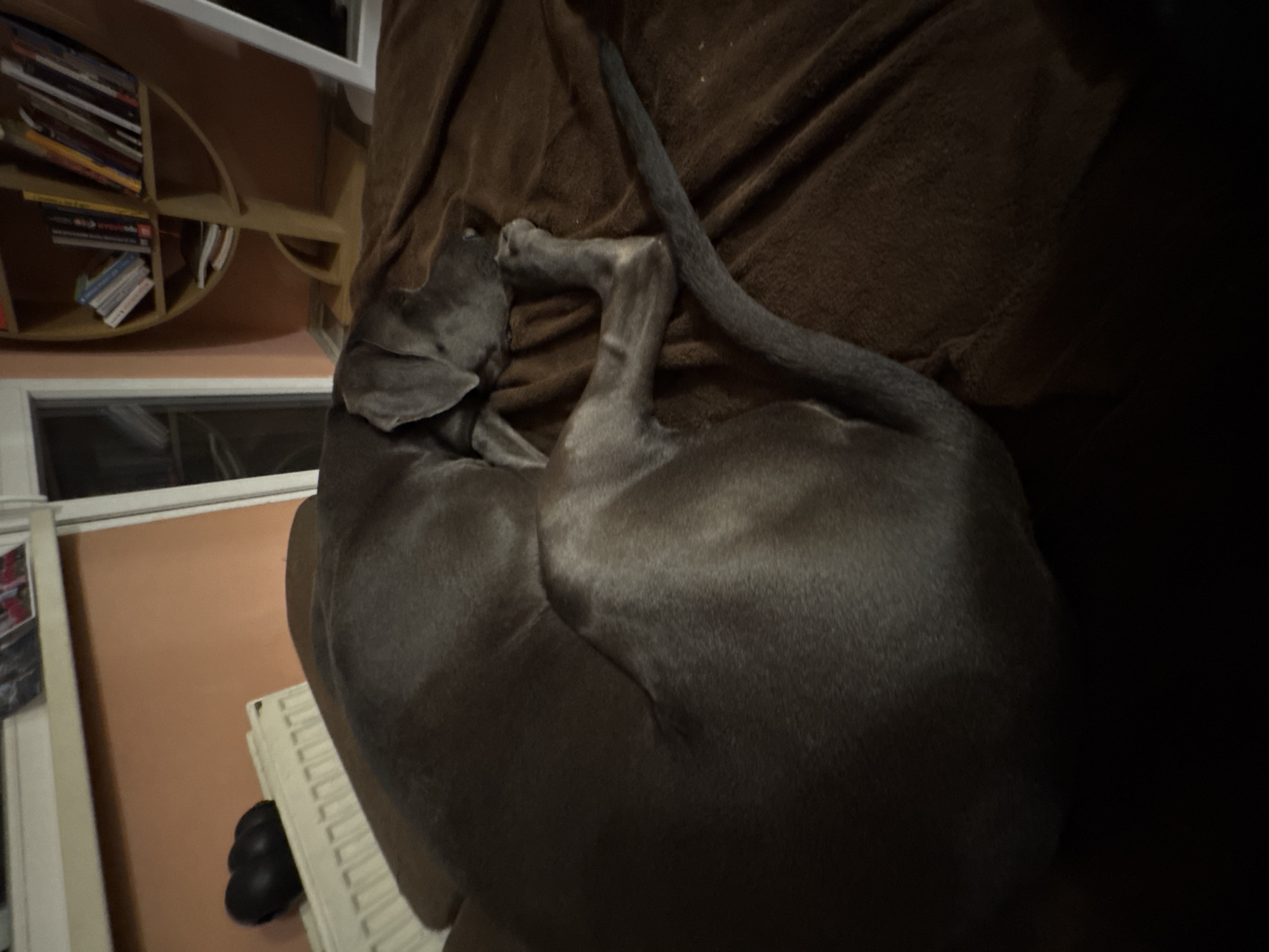 A gray dog is curled up on a brown couch. A radiator and a black dog toy are visible in the lower left. A bookcase is in the upper left. The location is Unknown, Unknown.