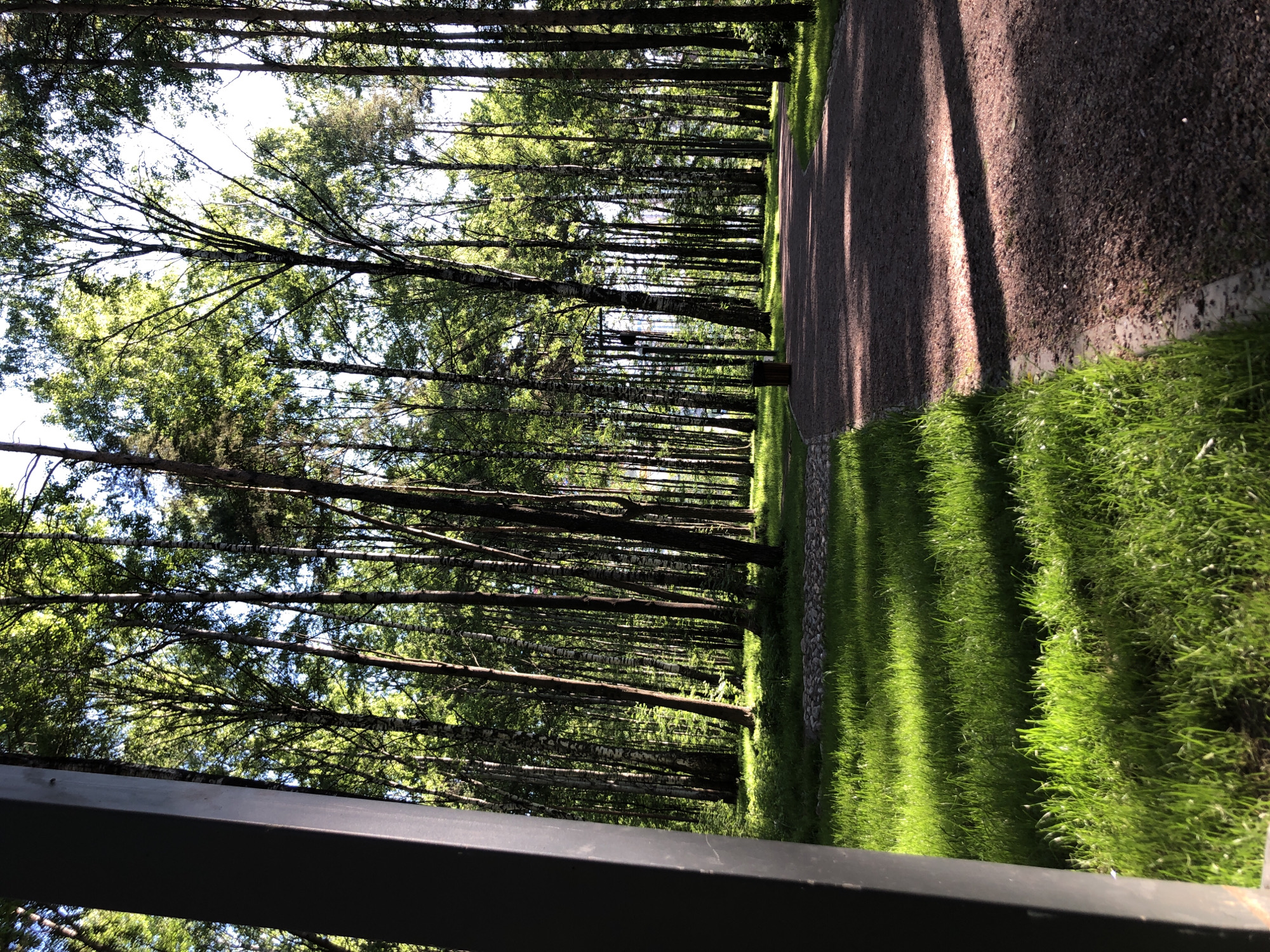 The image captures a tranquil, tree-lined avenue or park pathway, likely situated in Saint Petersburg, Russia. The scene is characterized by a dense stand of tall trees, including birches with their distinctive white bark and other deciduous and coniferous species, forming a verdant canopy overhead. The trees line both sides of the path, creating a natural corridor that recedes into the distance.
A light-colored gravel path, appearing slightly textured, stretches through the right side of the frame. It is flanked by lush, vibrant green grass on both sides, which shows clear patterns of sunlight and shadow. Long, distinct shadows from the trees are cast across the path and the grass, indicating a low sun angle, typical of either morning or late afternoon. The bright, clear sunlight filters through the leaves, creating dappled light and highlighting the foliage.
In the immediate foreground, a dark, low-lying metal fence or railing is partially visible at the bottom edge of the image. The sky, visible through gaps in the tree canopy, appears bright and clear. The overall impression is one of natural beauty and peacefulness, with no individuals or specific activities depicted. There is no visible text within the image.