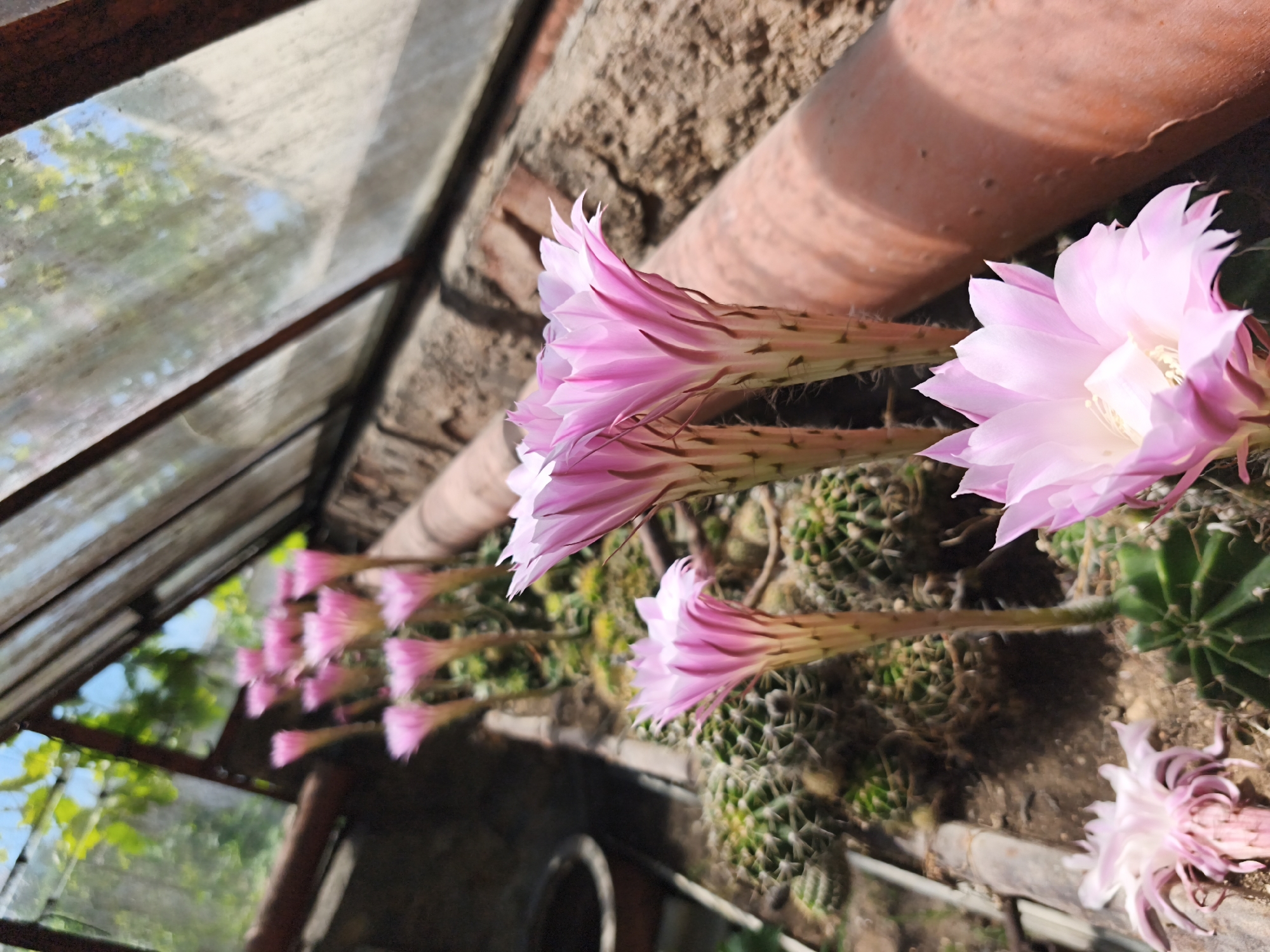 The image captures a detailed view within a greenhouse or sunroom in Терновский округ, Ukraine. The primary subjects are numerous blooming cacti, specifically an Echinopsis or similar species, arranged along a wall. The cacti display multiple vibrant pink, trumpet-shaped flowers, each exhibiting a color gradient from pale pink to fuchsia on the outer petals and lighter, almost white or pale yellow, centers with visible stamens. The flowers are in various stages of bloom, with some fully open and others partially unfurled. The cactus bodies are green, globular, and show visible spines. They are planted in dark, earthy soil, which is partially visible at the base of the plants. A textured wall, likely constructed of brick or stone, serves as a backdrop, and a terracotta-colored pipe runs horizontally along it above the cacti. To the left of the frame, several glass panels, possibly part of the greenhouse roof or side, allow blurred views of green foliage and a blue sky, indicating an outdoor environment beyond the structure. The scene is illuminated by bright, natural daylight. No individuals or animals are present.