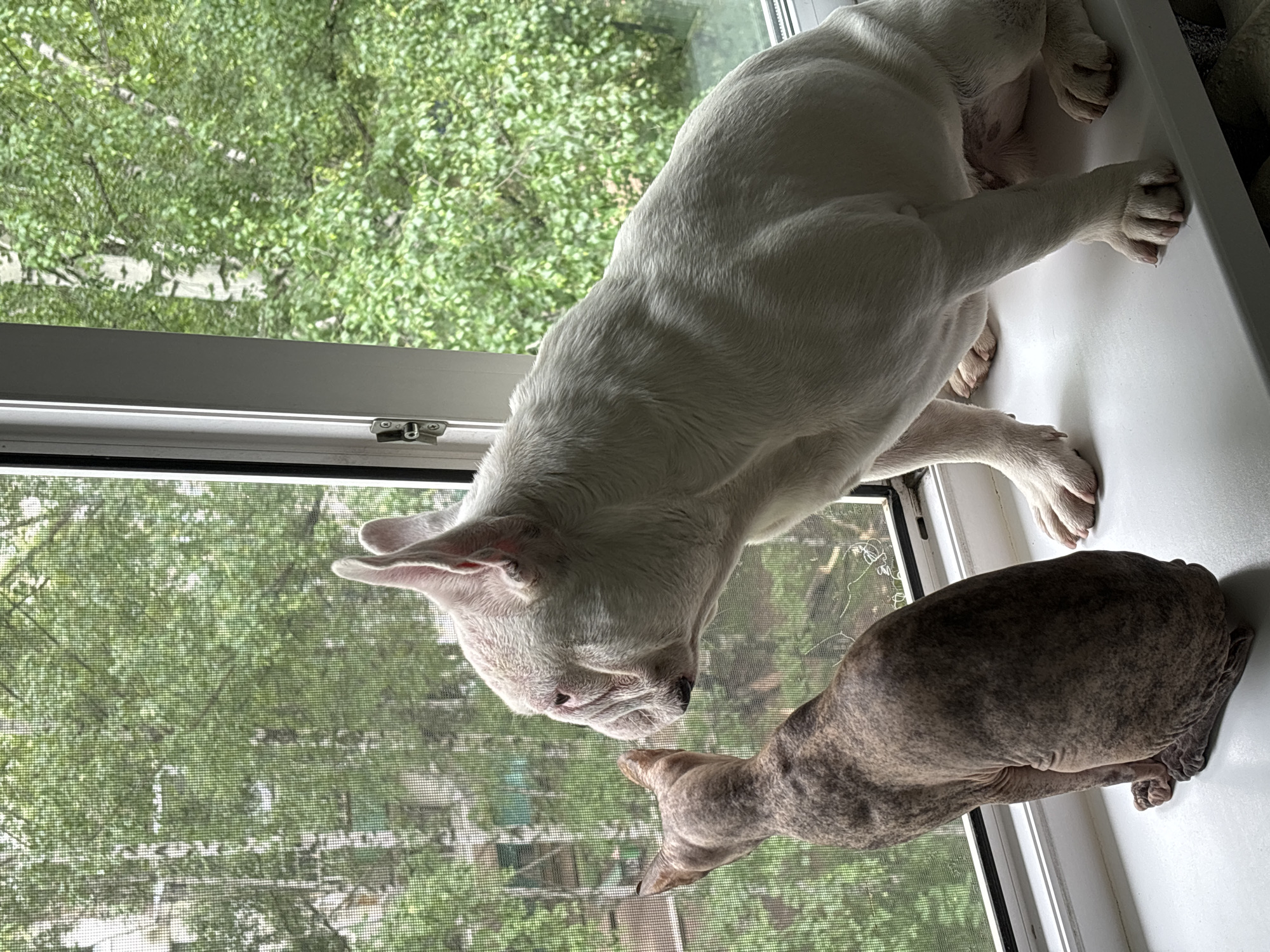 A French bulldog and a hairless cat sit on a windowsill looking out a window at lush green trees. The dog is white with pink ears and the cat is mottled brown and gray. The window has a screen. The scene appears to be indoors, looking out at an exterior environment. The specific location in Chaikovsky, Russia is not discernible from the image.