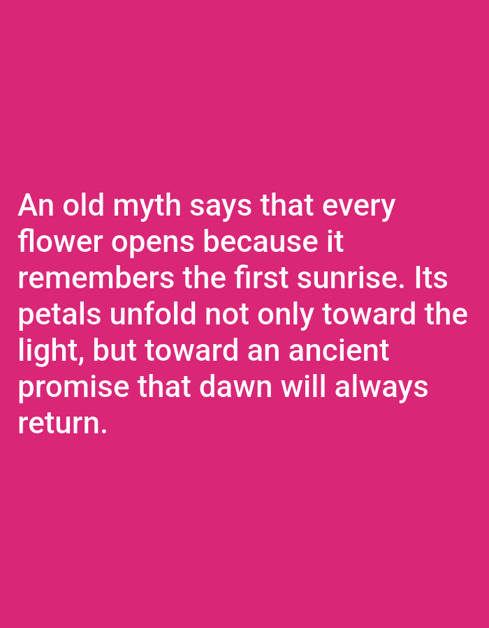 This is a full-frame image of text against a vibrant pink background. The text, in a sans-serif font and white color, occupies the lower half of the frame. The phrase reads: "An old myth says that every flower opens because it remembers the first sunrise. Its petals unfold not only toward the light, but toward an ancient promise that dawn will always return." There are no discernible subjects, objects, or scene elements other than the text itself. The background is a solid, uninterrupted color, suggesting a studio setting or a digitally generated image rather than a natural environment. The focus is entirely on the message conveyed by the text. There are no clues about the time of day, weather, or location within the image. The emotional tone is contemplative and poetic, drawing a connection between nature's cycles and enduring promises.