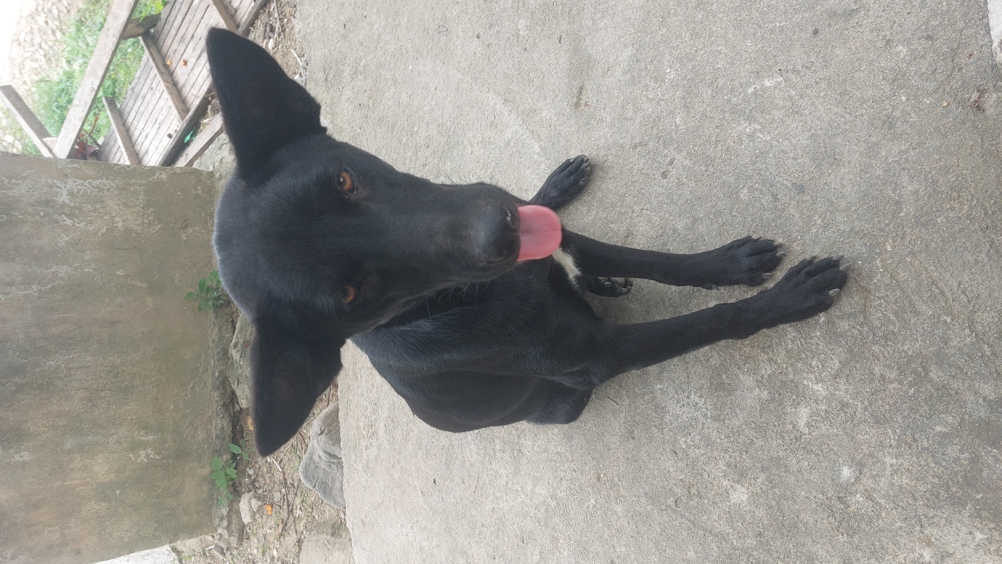 A medium shot shows a black dog sitting on a concrete surface in Kampungbaru, Indonesia. The dog has large, pointed ears, amber eyes, and its pink tongue is sticking out. There is a small patch of white fur on its chest. The background includes a concrete wall, some rocks, and a wooden structure with green vegetation. The scene appears to be outdoors, possibly in a rural or semi-urban area.