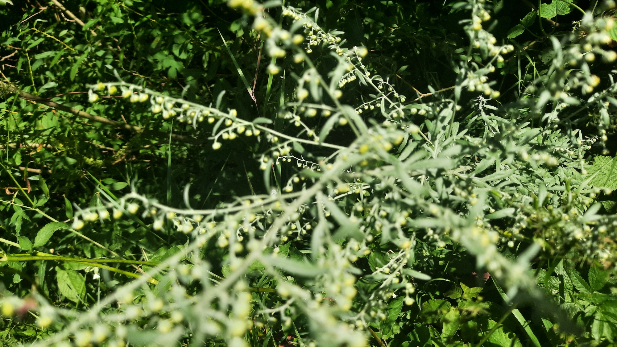 The image shows a close-up view of a plant with small, pale yellow buds on its stems, set against a background of lush green foliage. The plant's leaves are finely divided and appear to have a slightly fuzzy texture. The lighting suggests it is daytime, with sunlight filtering through the leaves, creating areas of shadow and highlight. The setting appears to be outdoors, likely in a garden or a natural area, consistent with the flora found in and around the city of Shklov, Belarus. There are no people or discernible man-made objects in the frame.