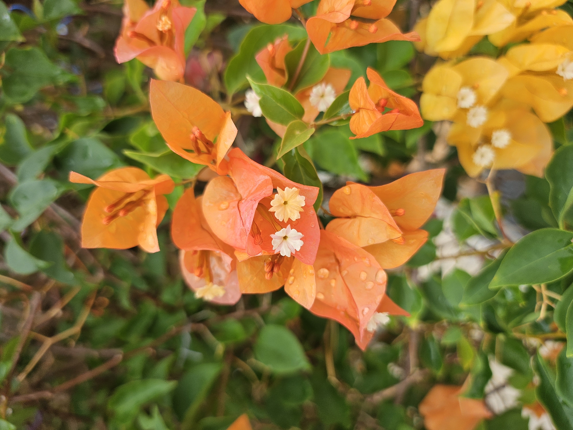 A close-up, eye-level shot captures a cluster of vibrant orange bougainvillea flowers with a few small white and yellow centers, some adorned with water droplets, set against a blurred background of green leaves and brown branches. The scene is located in Tambon Na Chom Thian, Thailand, suggesting a tropical or subtropical environment where such flora thrives. No people or actions are visible. The focus is entirely on the botanical details of the flowers, highlighting their delicate structure and the effects of moisture on their petals.