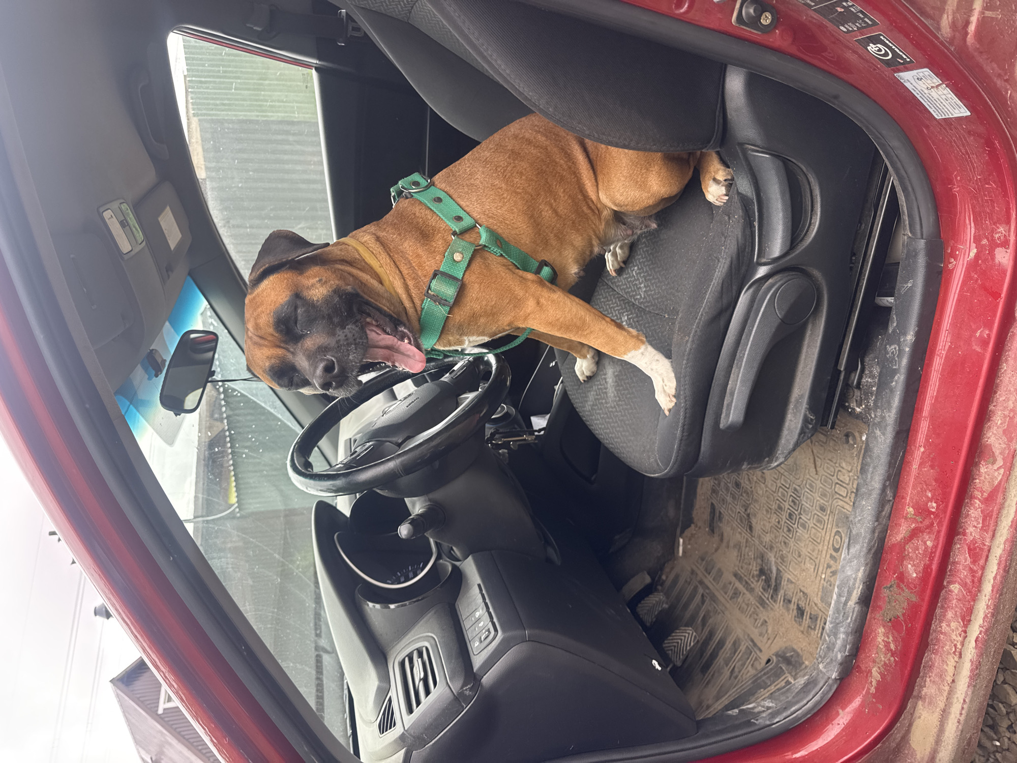 A brown boxer dog with a green harness is lying in the driver's seat of a red vehicle. The dog has its tongue out and appears relaxed. The car's interior is dirty, particularly the floor mats. The location is not discernible from the image. The city of Chaikovsky, Russia, cannot be confirmed from the image.