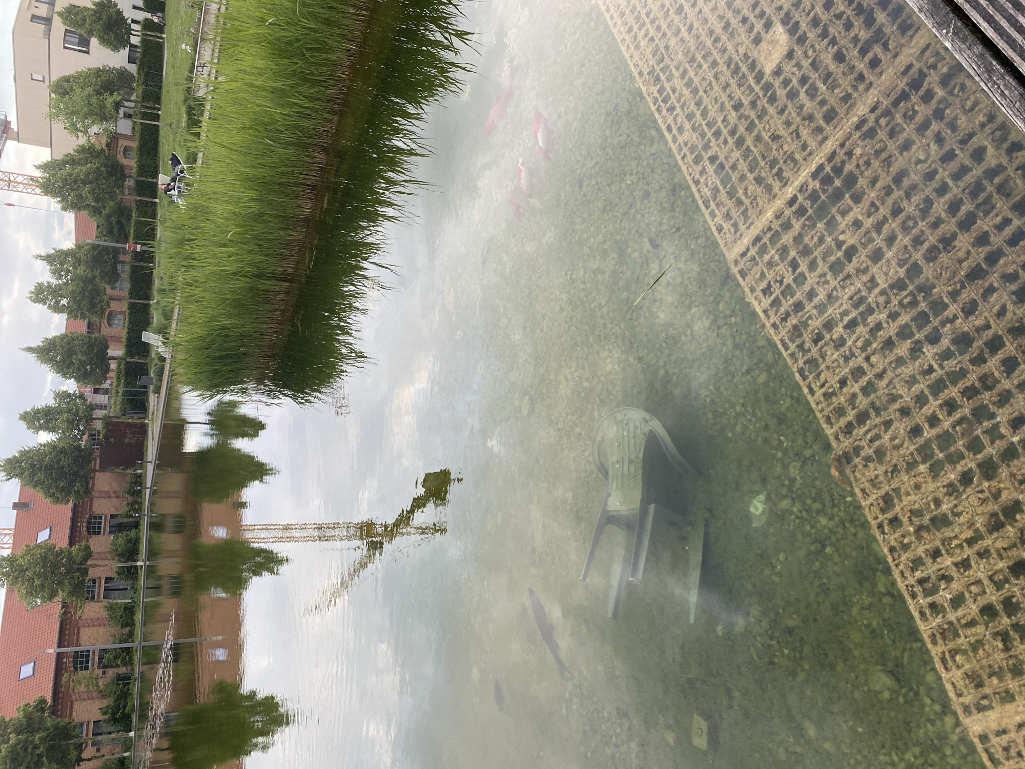 The image depicts a body of water, possibly a pond or canal, in Landau in der Pfalz, Germany. The water is relatively clear, revealing a gravelly bottom. A plastic chair sits submerged in the water. Several orange koi fish are visible swimming. One edge of the water is defined by a weathered, grid-patterned structure, possibly a walkway or reinforced bank. Lush, green reeds line the opposite edge of the water. The reflections of buildings, trees, and a construction crane are visible on the water's surface. In the background, buildings with red roofs and trees are discernible. Two chairs are visible on the bank of the canal. The sky is partly cloudy.