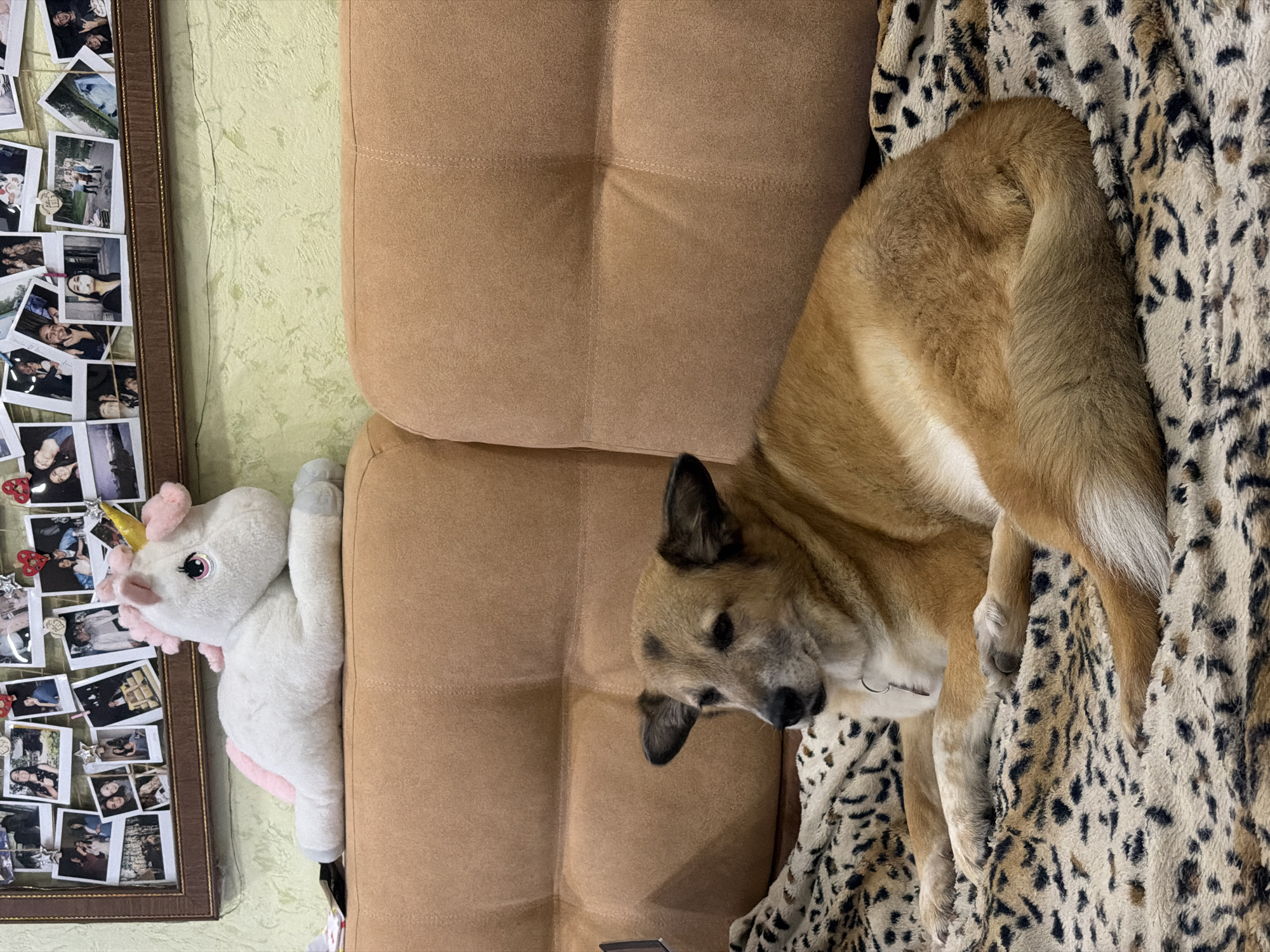 A medium-sized dog with tan fur and dark ears is lying on a couch covered with a leopard-print blanket. Behind the dog, a stuffed white unicorn with pink accents is resting on the back of the couch. A wall with a textured, light green finish is visible behind the couch. A framed collage of photographs is mounted on the wall above the unicorn. The scene appears to be indoors, likely in a residential setting, as indicated by the couch, blanket, and framed photos. The location is specified as Petropavlovsk-Kamchatsky, Russia.