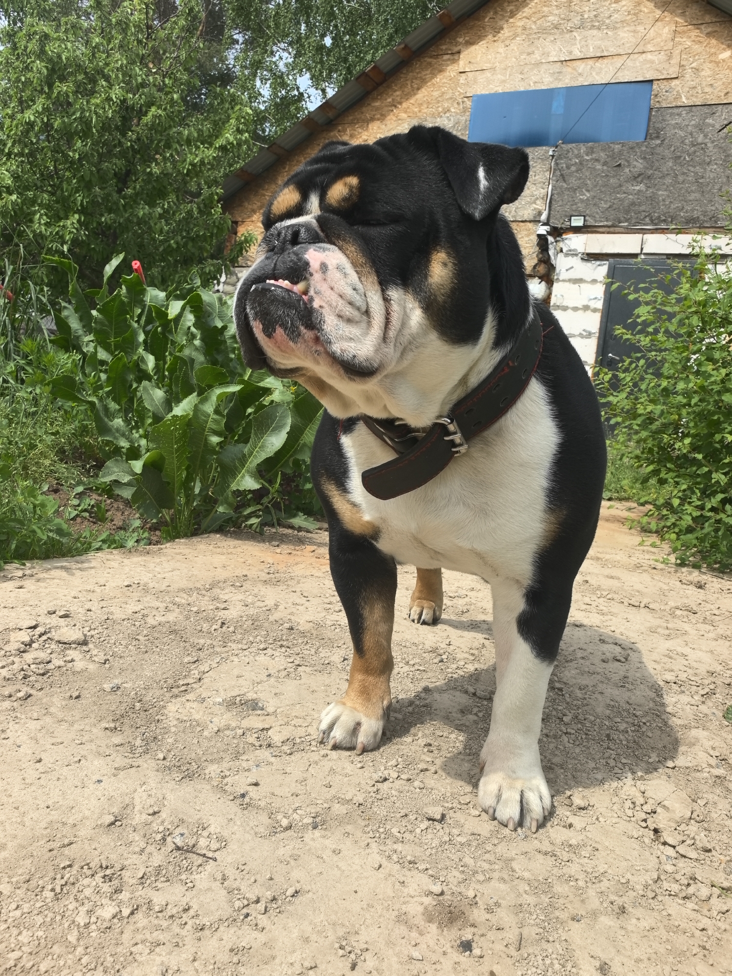 A black, white, and brown bulldog stands on a dirt path. The dog is wearing a black leather collar. Behind the dog are green plants and a wooden building with a blue panel. The location is Noviy, Russia.