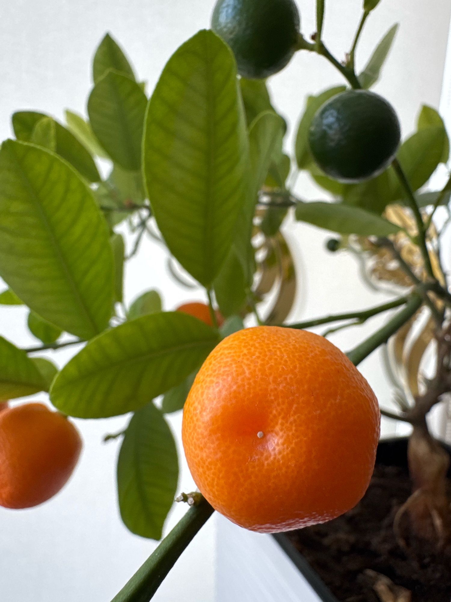 A close-up, vertical shot shows a miniature citrus tree with vibrant green leaves and several fruits. In the foreground, a ripe, orange tangerine is prominently displayed, its bumpy skin texture visible. To the left, another smaller, orange fruit is partially obscured by leaves. In the background, two small, green citrus fruits hang from branches, surrounded by lush foliage. The plant is potted in dark soil, and the background is a bright, neutral white, suggesting an indoor setting. The image does not contain any information about the city of Almaty, Kazakhstan.