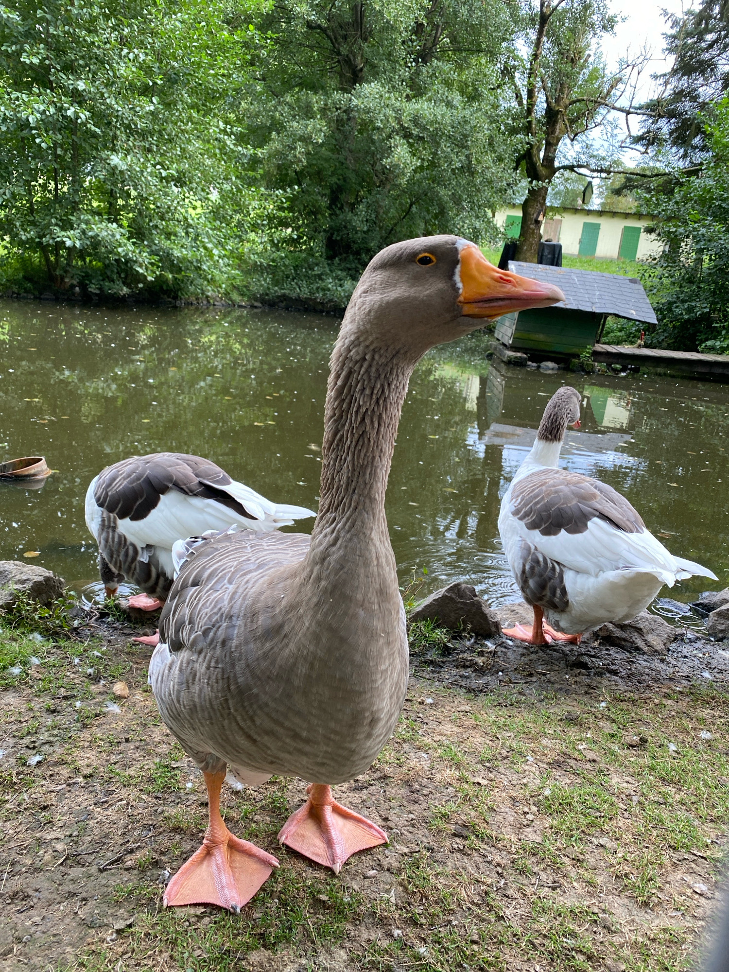In Flammersfeld, Germany, a group of geese are gathered by the edge of a pond. The foreground is dominated by the head and neck of a large grey goose, its beak a vibrant orange. Behind it, another goose stands on the muddy bank, its back mostly white with grey markings on its wings and head. Further back, in the water, another goose is partially submerged, its head down as if drinking or foraging. The pond is surrounded by lush green trees and vegetation. In the background, a building with a green roof and yellow walls is visible through the trees, along with a small, grey-roofed structure near the water's edge. The ground is a mix of dirt, grass, and small pebbles.