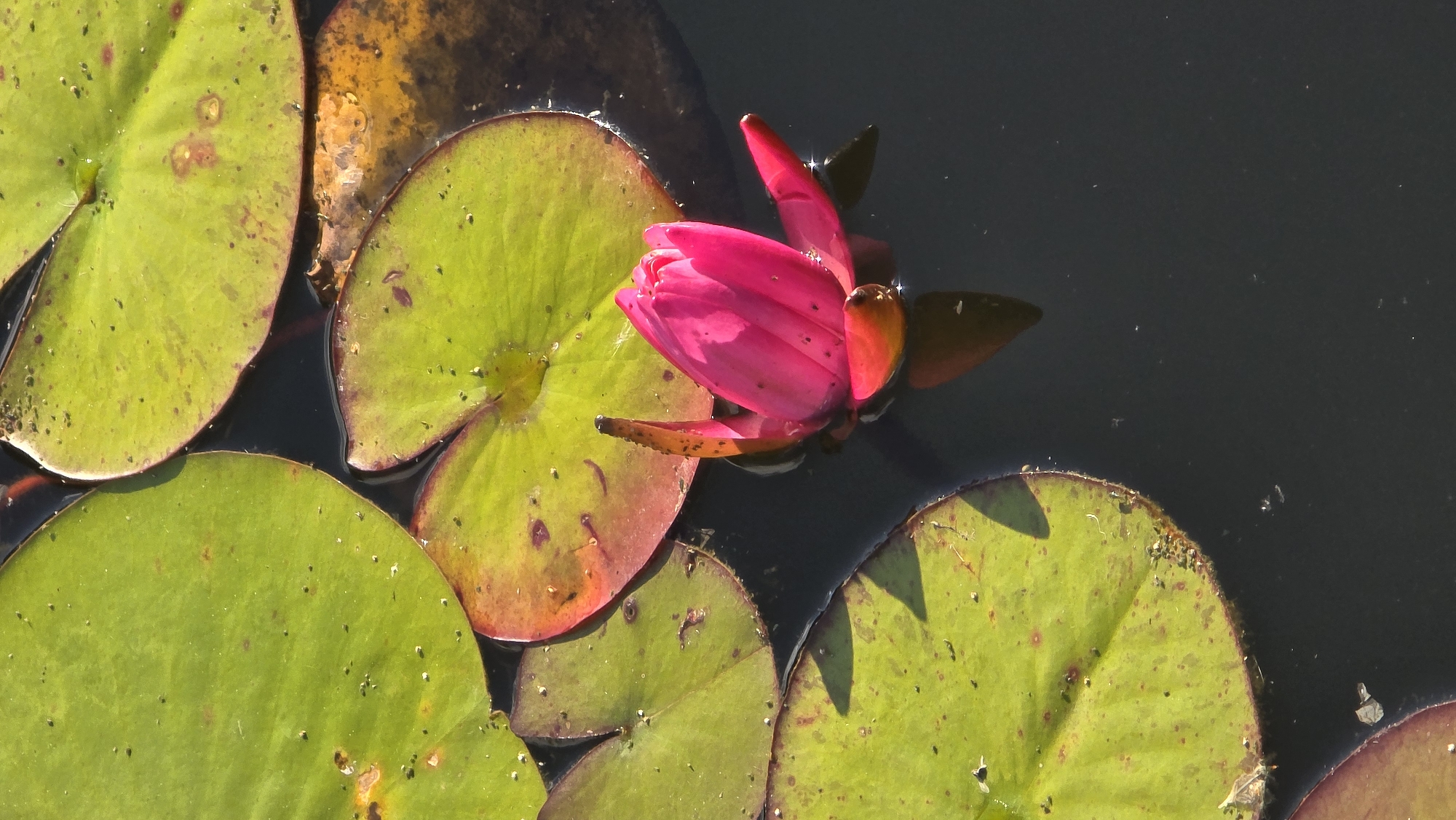 A close-up, vertical shot captures a vibrant pink water lily bud floating amidst several large, green lily pads on dark, still water. The lily pads are round with visible veins and some reddish-brown discoloration along the edges, suggesting they are past their prime. Tiny black specks, possibly insects or debris, dot the surface of the lily pads. The water lily bud is tightly closed, revealing a rich pink hue with hints of red and orange at its base. The lighting suggests it is daytime, with sunlight casting subtle shadows on some of the lily pads. The image does not contain any identifiable landmarks or features that would indicate its location in Khimki, Russia.