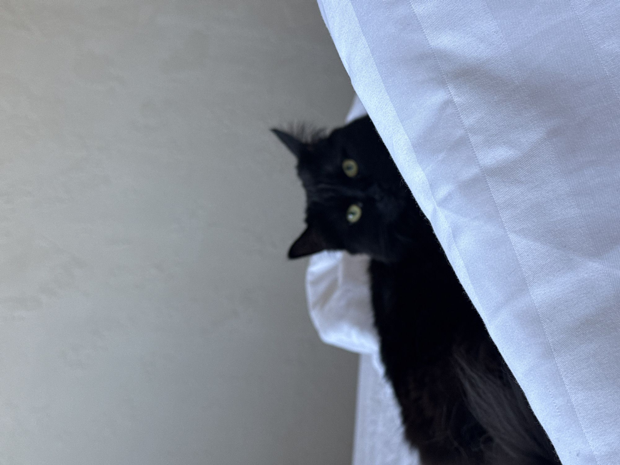 A black cat with yellow eyes is peeking from behind a white, striped curtain. The background to the left of the cat and curtain is a plain, light gray wall. The image is taken close up, with the cat's head and upper body visible, tilted slightly to the left. There is no evidence to indicate this photo was taken in Rostov-on-Don, Russia.