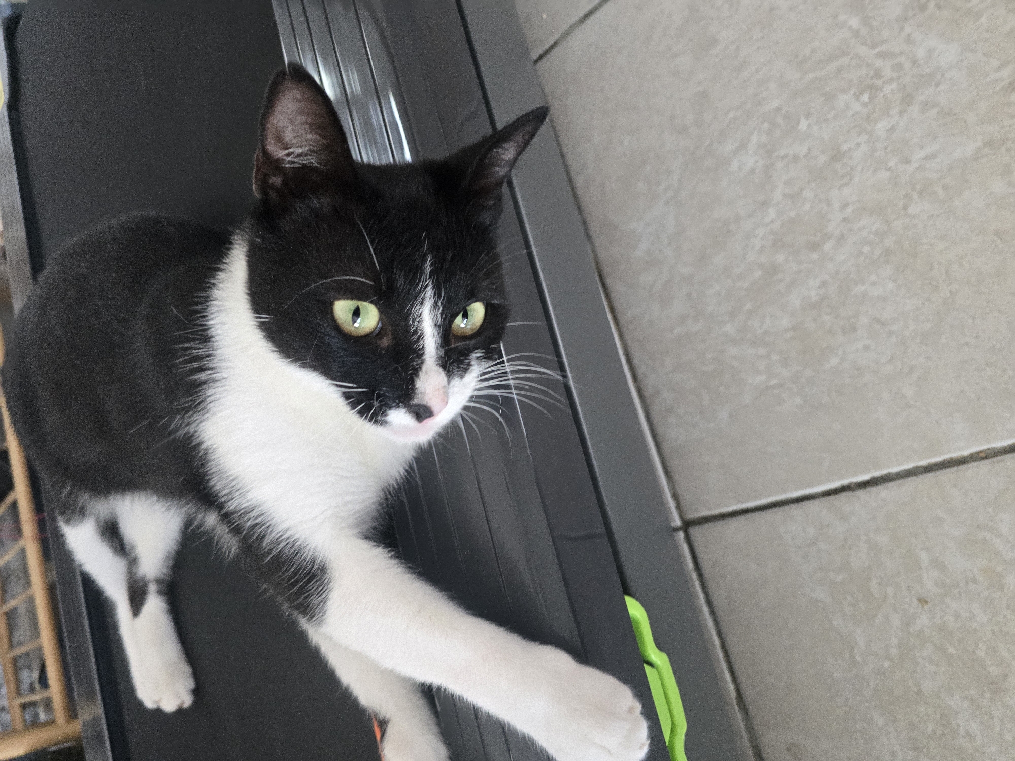 A black and white cat with green eyes is lying on a black surface, possibly a treadmill. The cat is in focus and occupies the majority of the frame, with its body stretched out and its head turned towards the camera. The background is blurred and appears to be a tiled floor. There are no people visible in the image.