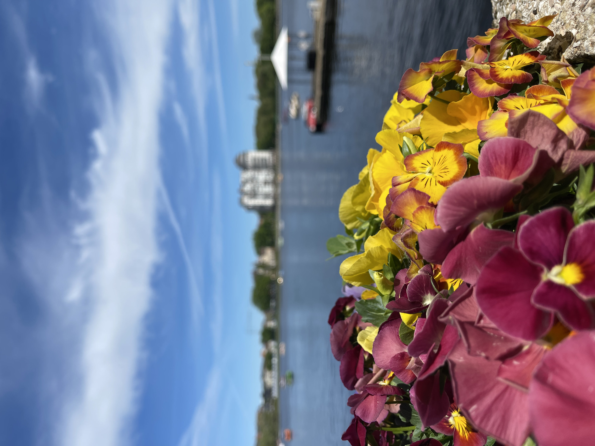 The image depicts a view of the Pregel River in Kaliningrad, Russia, framed by a close-up of colorful pansies in the foreground. The river is visible in the background, with a blurry view of buildings and boats along the embankment. The sky is blue with scattered clouds. The pansies are a mix of yellow, red-brown, and burgundy hues.