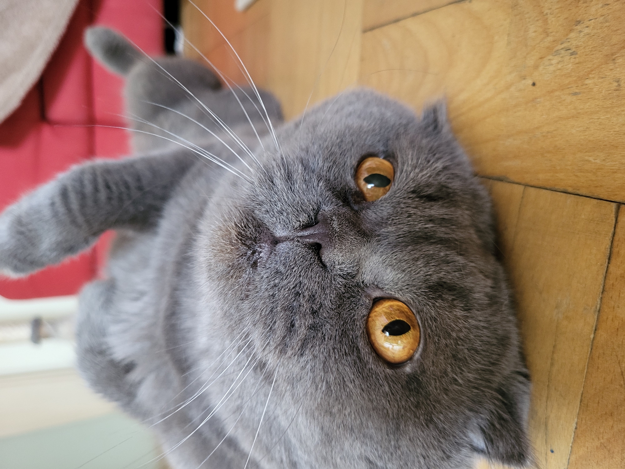 A gray Scottish Fold cat lies on its side on a wooden floor. The cat's head is tilted towards the camera, showing its amber-colored eyes and white whiskers. A portion of a red couch is visible in the background. The location is Unknown, Unknown.