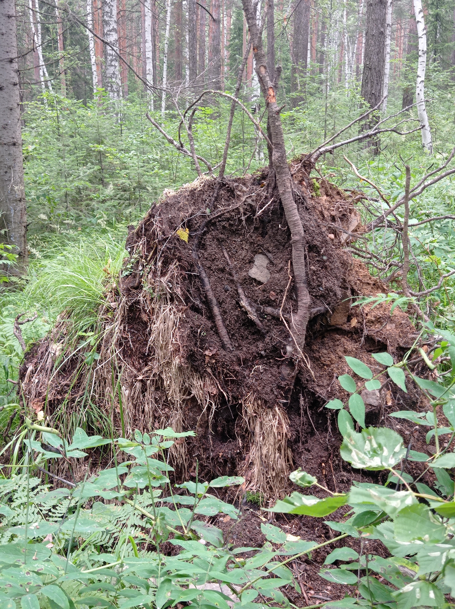 The image depicts an overturned tree with its root ball exposed in a forest. The root ball is a large mound of dark soil and tangled roots, with dry grass and straw clinging to it. Several branches, some broken, extend from the root ball and intertwine with the surrounding vegetation. The forest floor is covered with green plants, including ferns and leafy foliage. In the background, numerous trees, a mix of birch and pine, create a dense woodland environment. The lighting suggests an overcast day. The image does not contain any people or evidence of human activity beyond the possibility of the tree having been felled. The location is described as a forest in Degtyarsk, Russia.