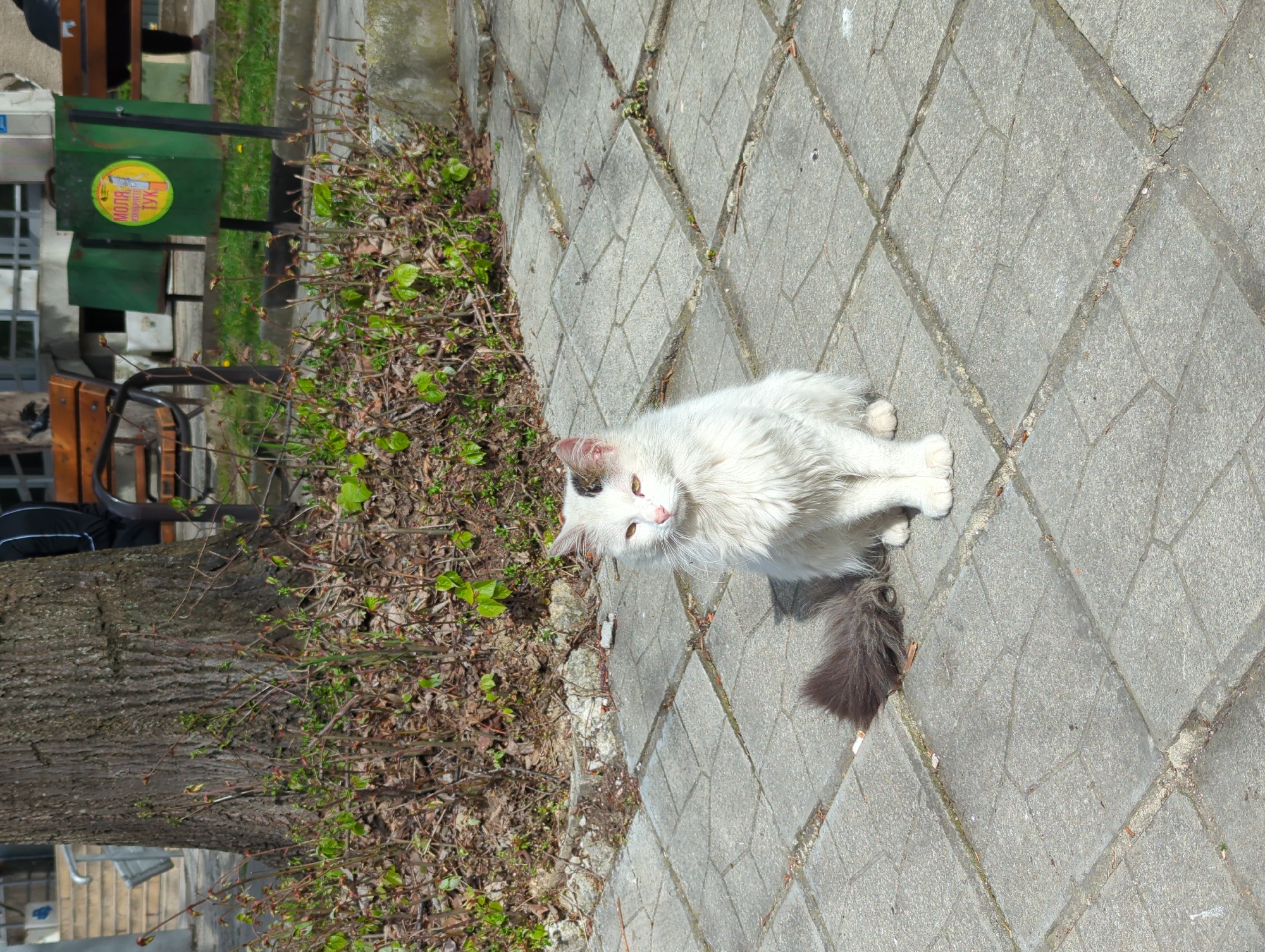 A medium shot depicts a fluffy, mostly white cat sitting on a diamond pattern gray concrete walkway. The cat has a dark tail and patches of dark fur on its head. The location is outdoors, near a tree and some budding greenery. A green waste container with a yellow sticker is visible in the background, along with benches. The scene appears to be in a park or public space, likely in Varna, Bulgaria.
