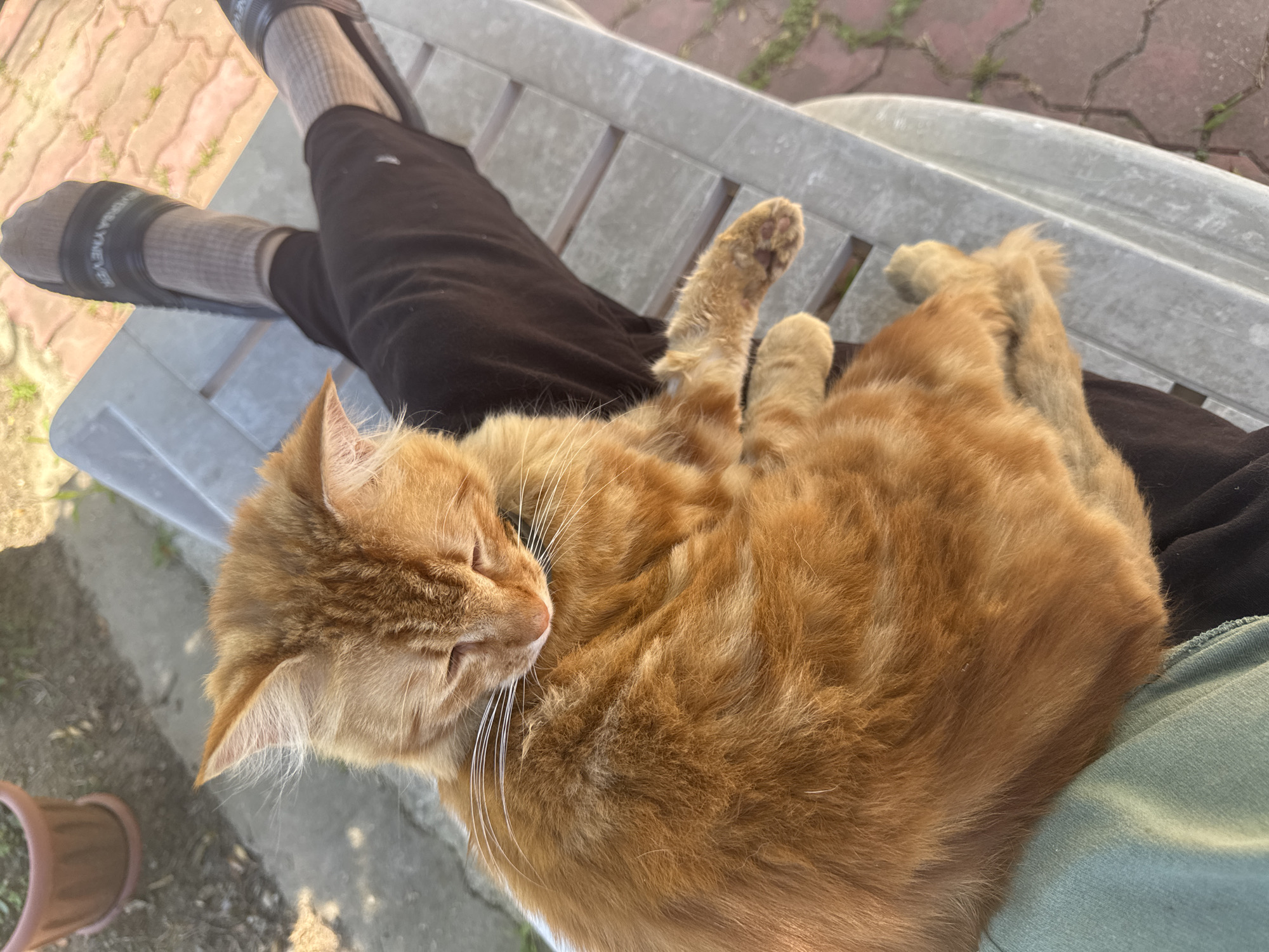 An orange tabby cat is curled up on the lap of a person sitting on a grey outdoor bench. The person's legs are visible, clad in dark pants and socks with sandals. The background shows a paved area with some greenery and a terracotta pot in the upper left corner. The scene appears to be outdoors, likely in a residential or park setting. No specific landmarks or indications of the location being Vesyoloye, Russia are visible in the image.