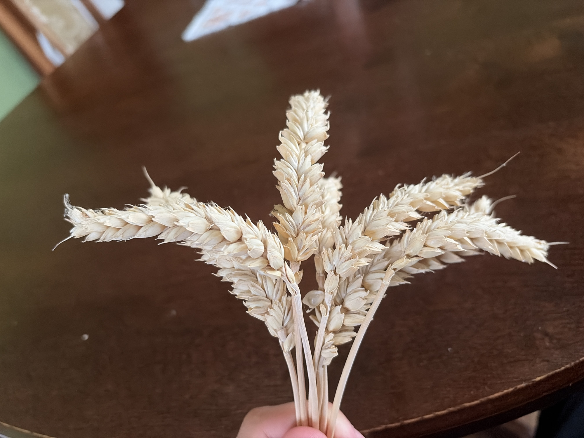 The image shows a close-up, high-angle view of several dried wheat stalks being held in a person's left hand. The stalks are a light golden-brown color and are positioned diagonally across the frame from the lower left to the upper right. They are bunched together at the base where the hand is holding them, and then fan out. The background is a dark, reflective surface, possibly a wooden table, with some out-of-focus elements in the upper right that suggest a room with green walls and wooden furniture. There are two small, bright circular reflections in the background, possibly from lights. The image appears to have been taken indoors. There is no indication of the city of Hanniv, Ukraine, in the image.